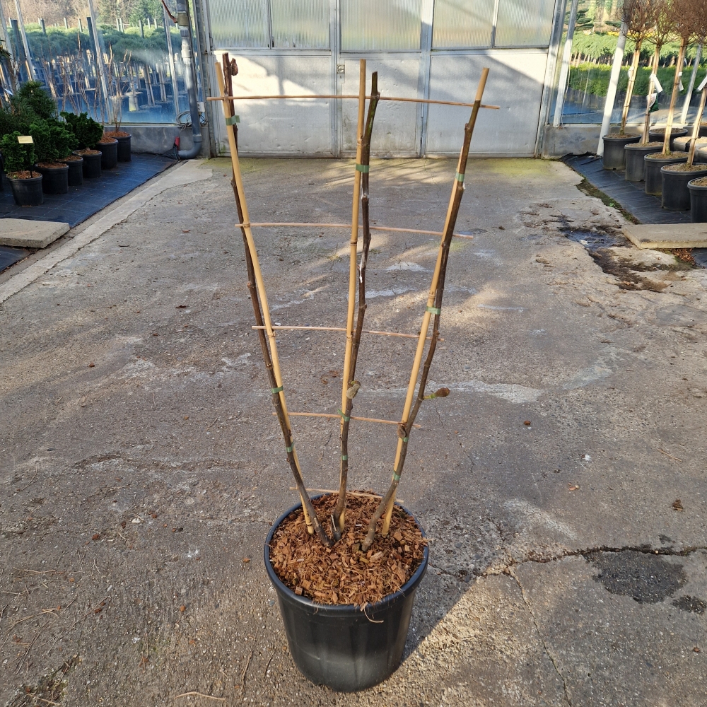 Picture of Ficus carica 'Firoma'® Spalier