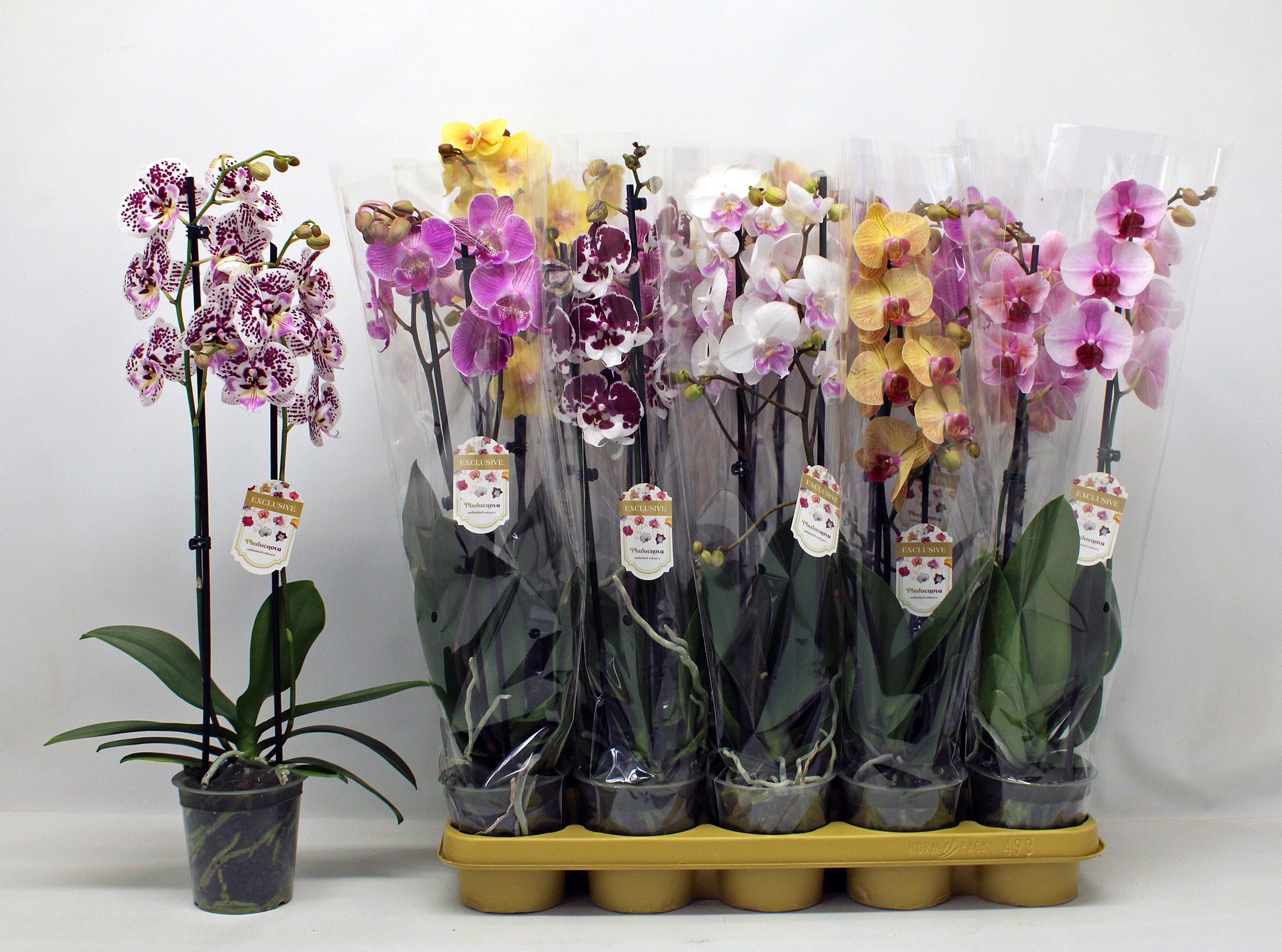 Phalaenopsis Asst 12Ø 60cm