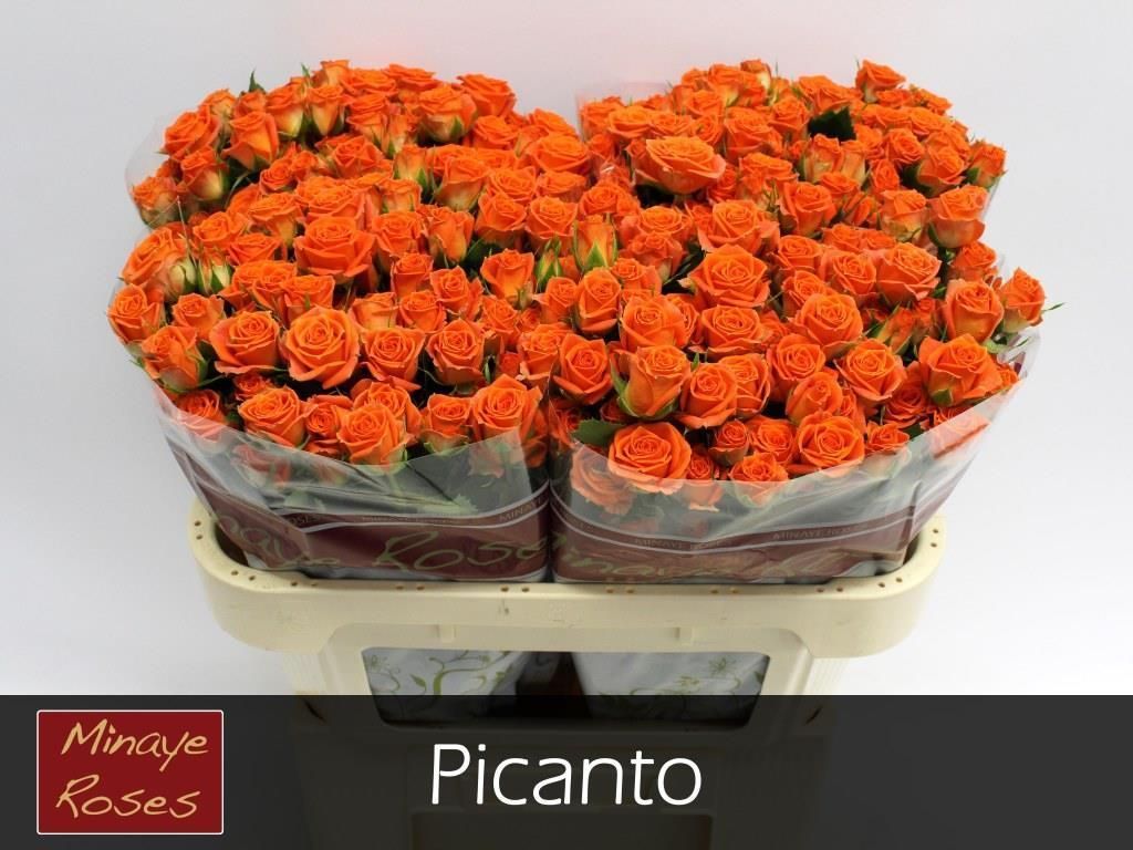 Rosa Spr Picanto 80cm