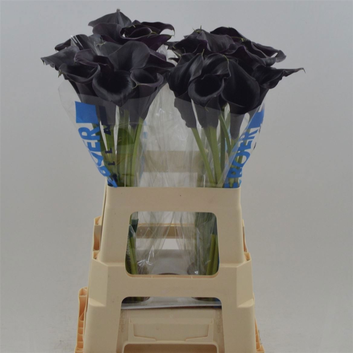 Calla Capt Beretta 60cm