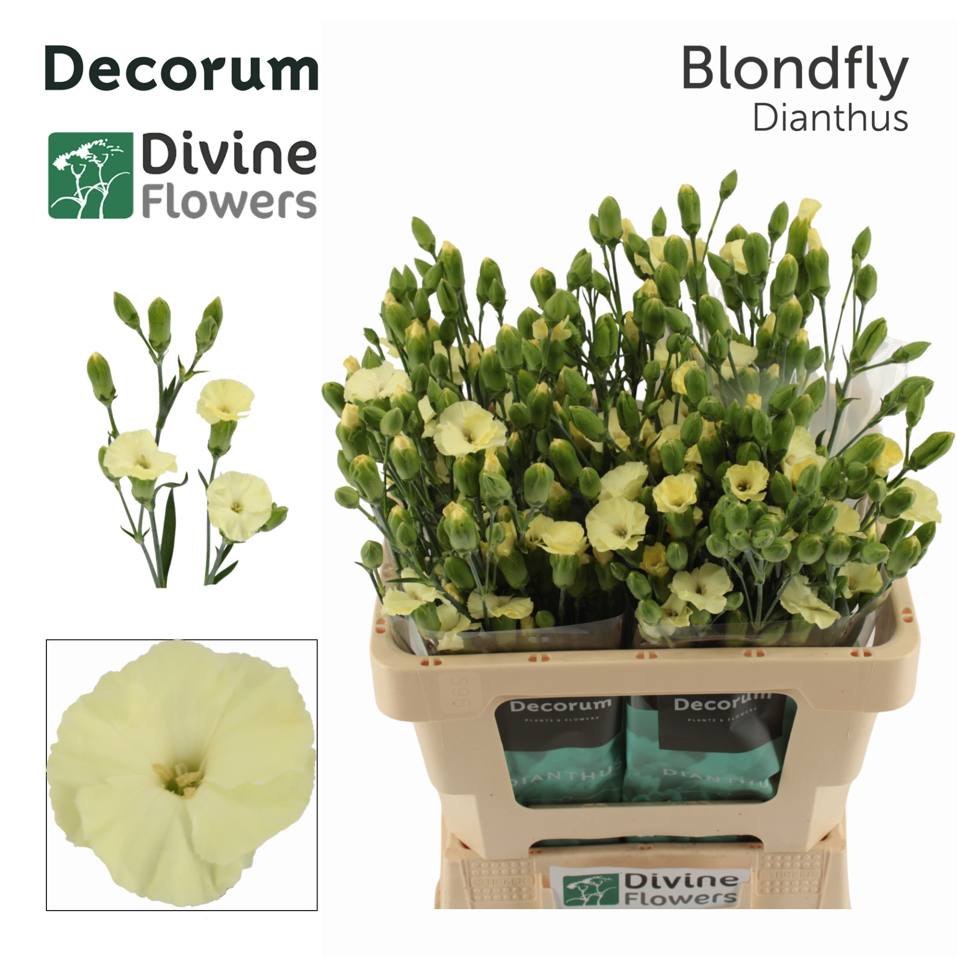 Dianthus Solandis Blondfly 60cm