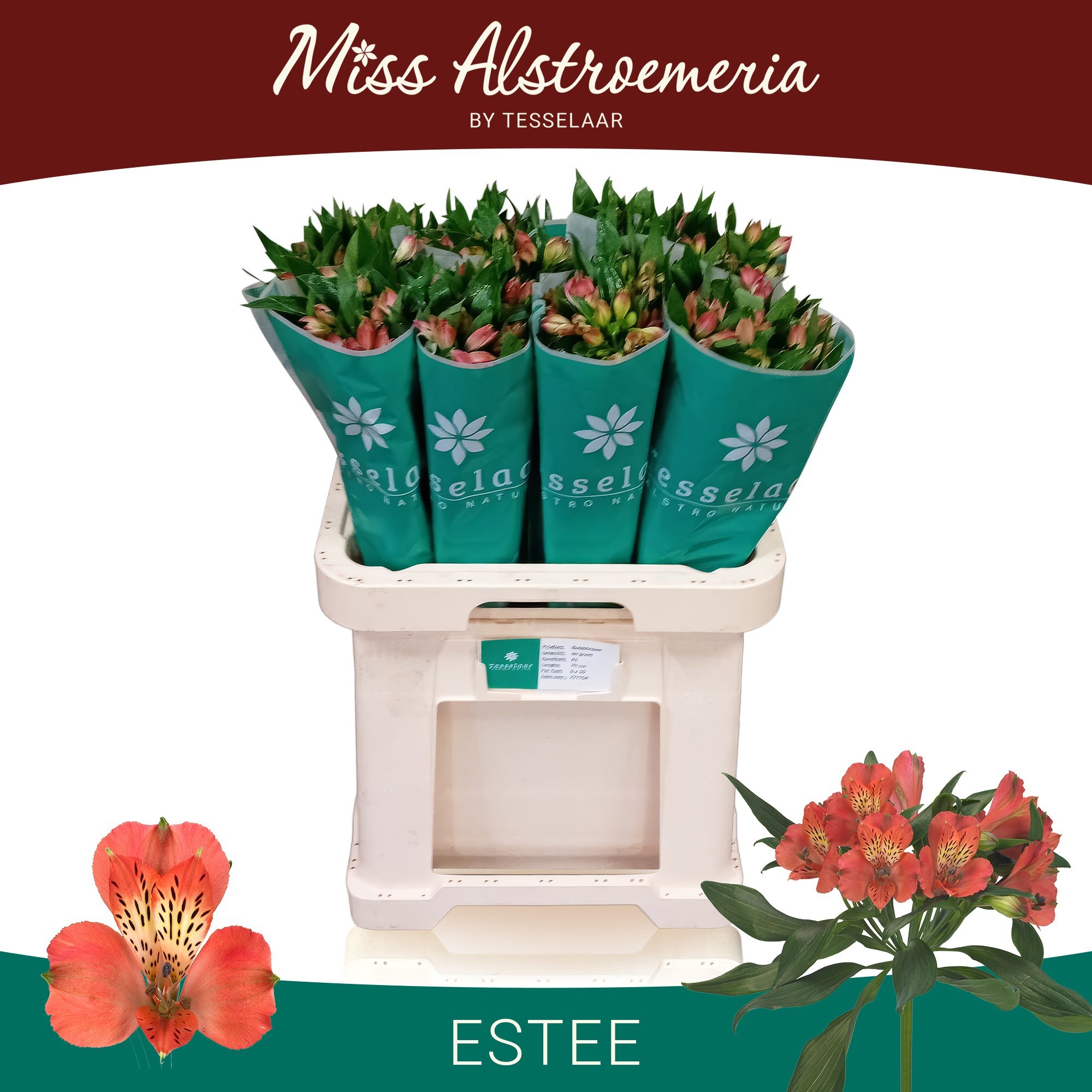 Alstroemeria Estee ALSTR ESTEE | OZ Planten