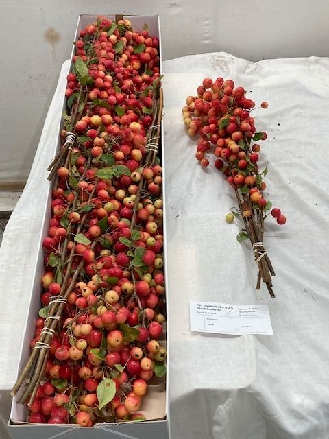 Malus Red Sentinel