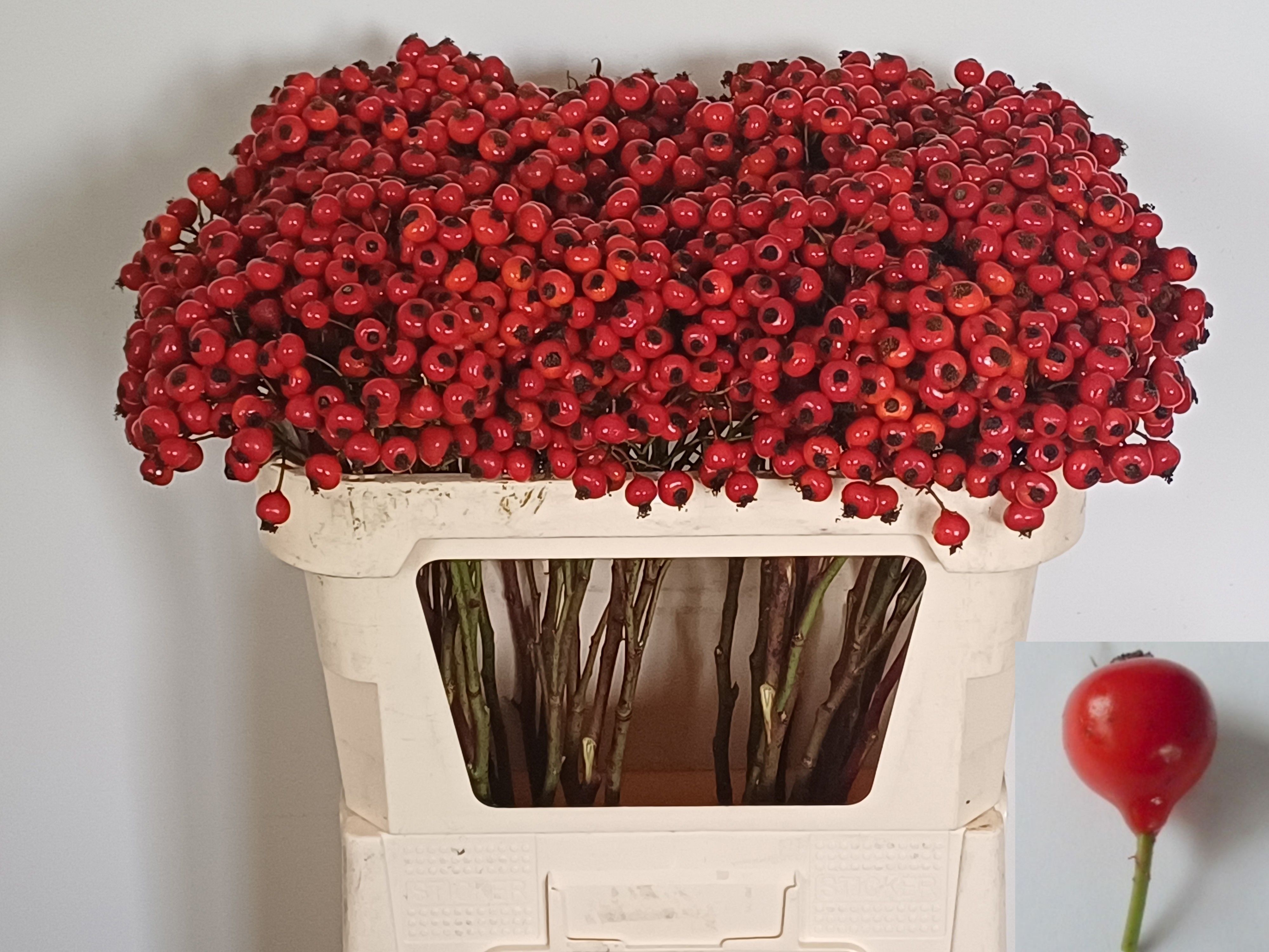 Rosa R Hooijdonk 2.0 70cm