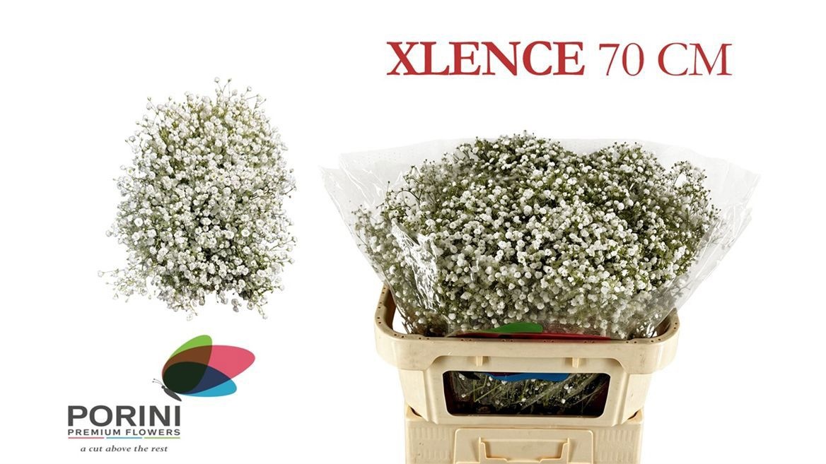 Gyps Pa Xlence