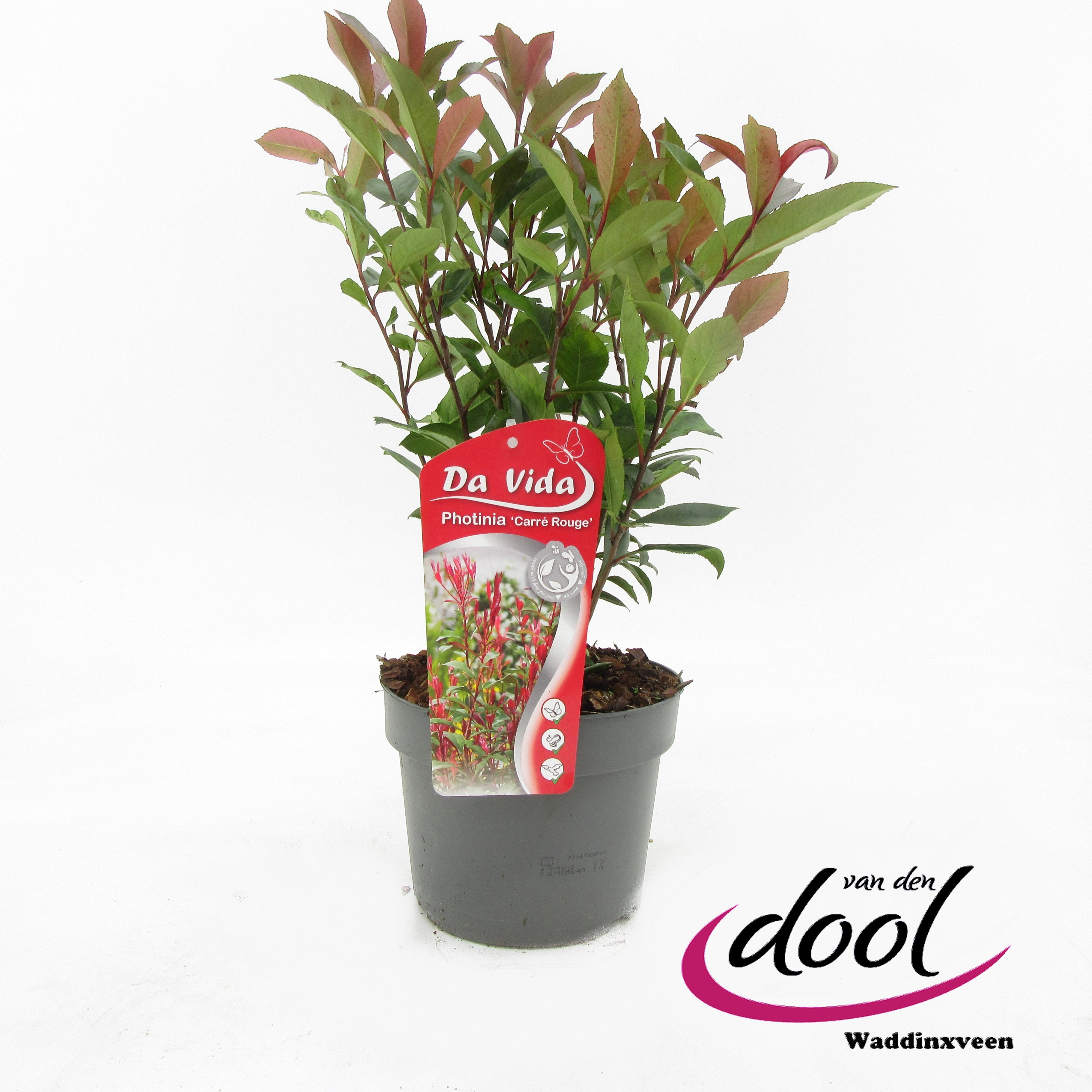 Picture of Photinia fr. Carré Rouge