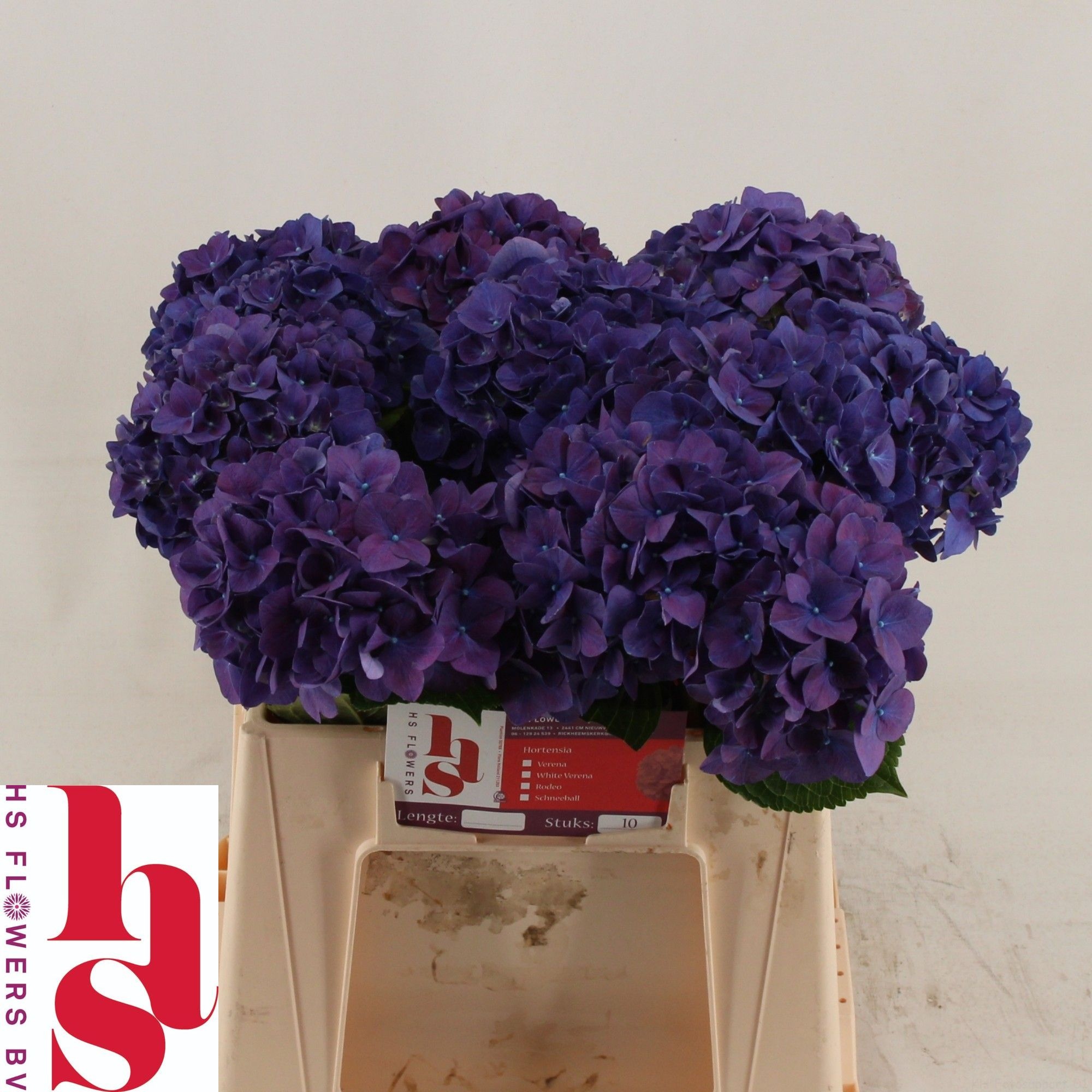 Hydrangea Rodeo Purple 40cm 14Ø