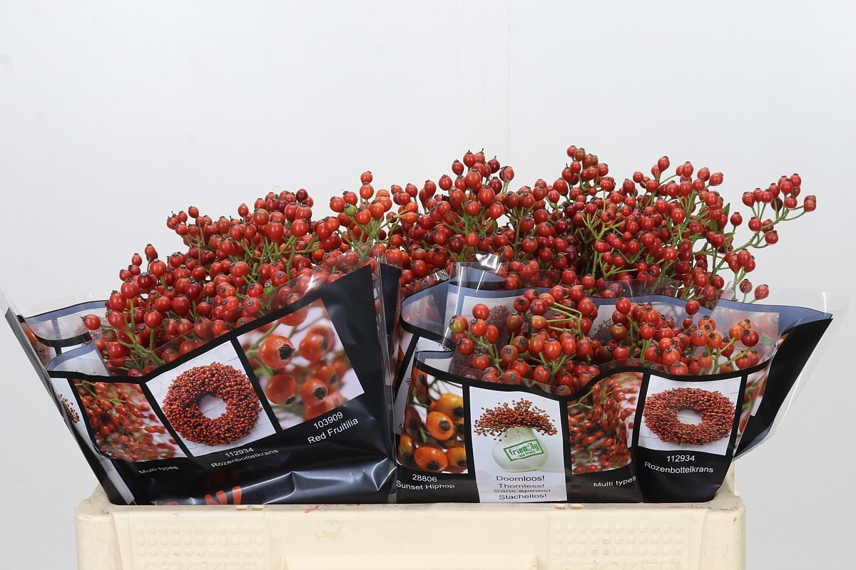Rosa Aut Rosefruits 50cm