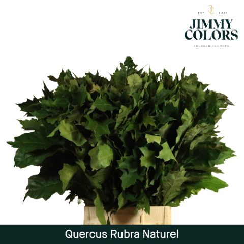 Querc Rubra