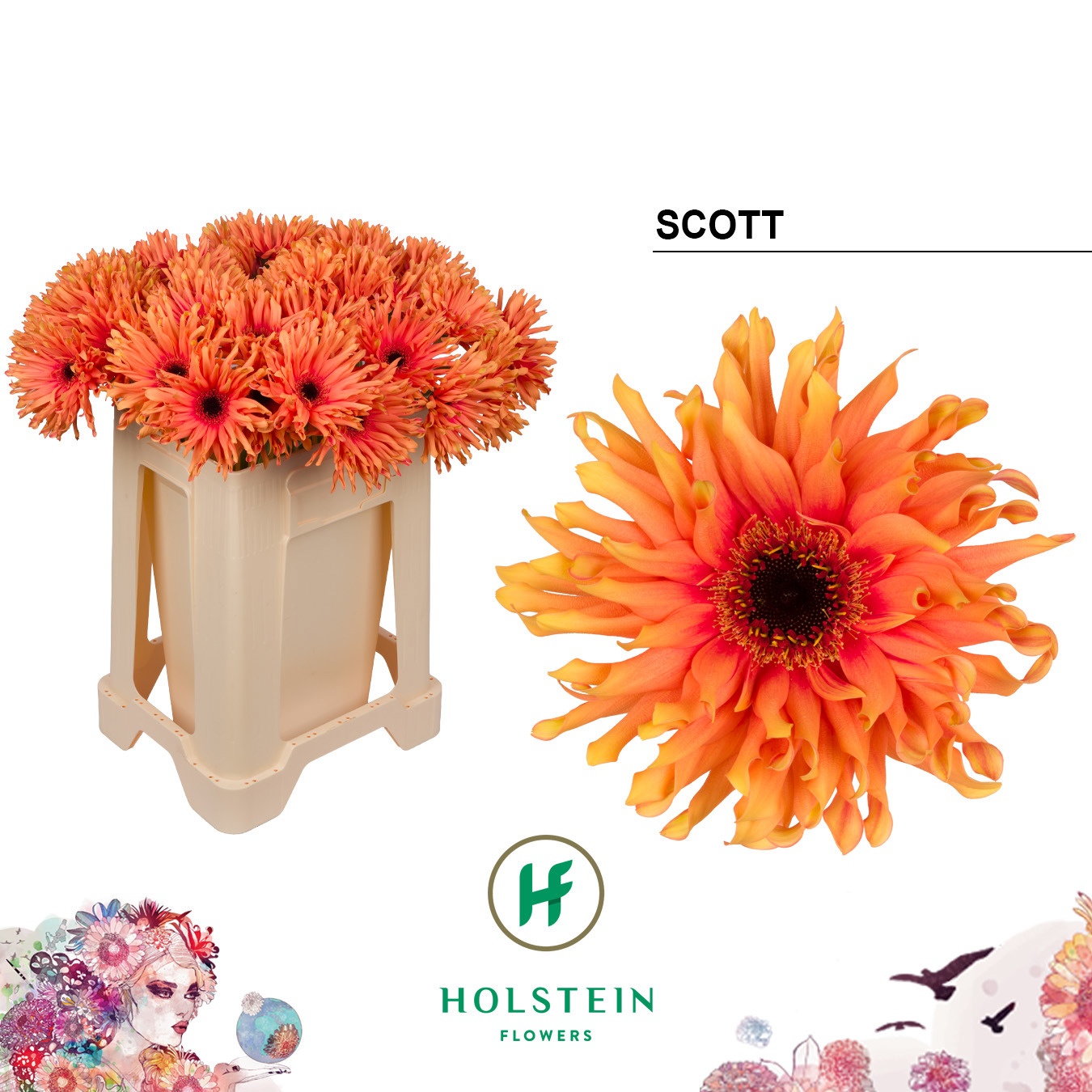 Gerbera Gpa Scott