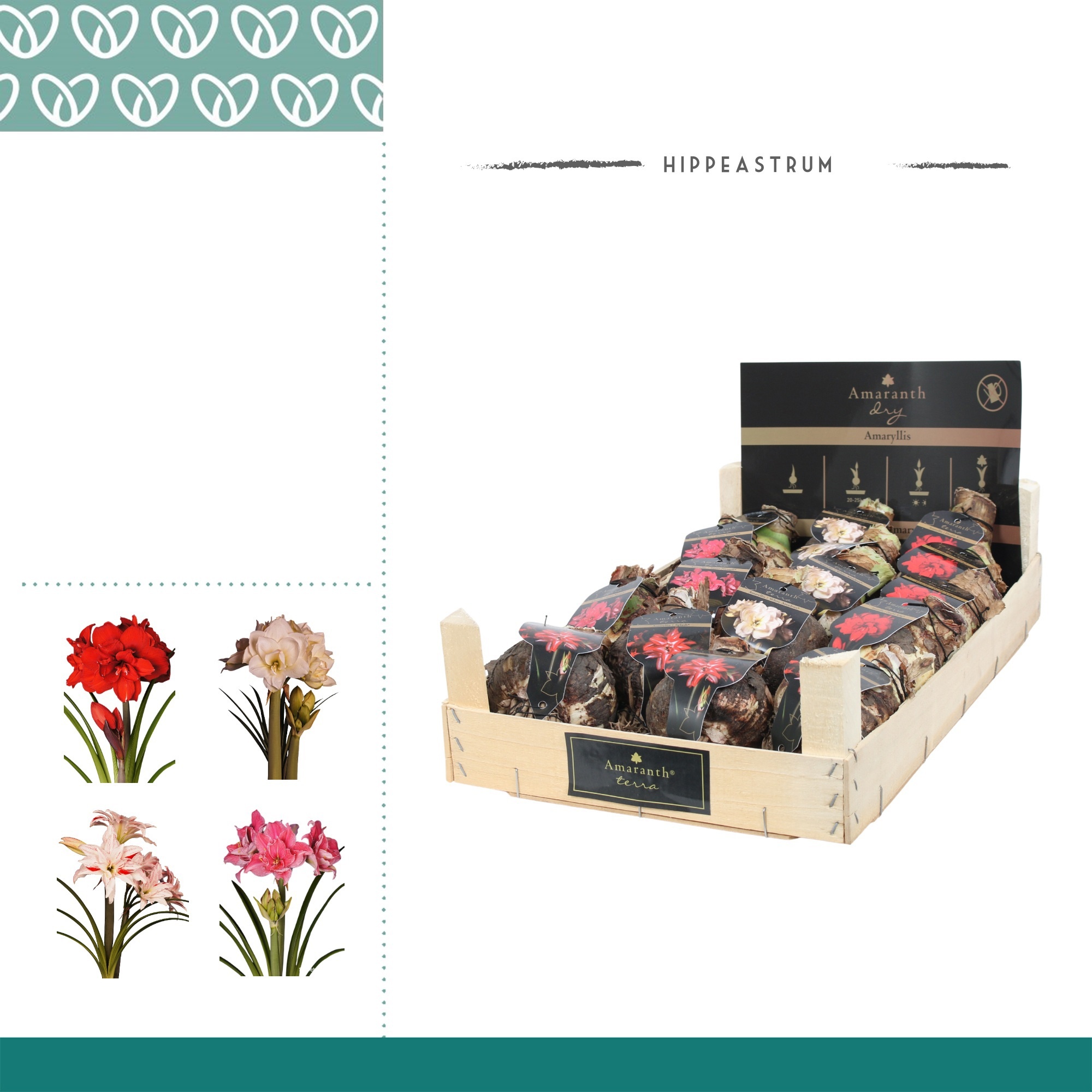 Amaryllis Amaranth Dubbelbloemig in Wooden Crate