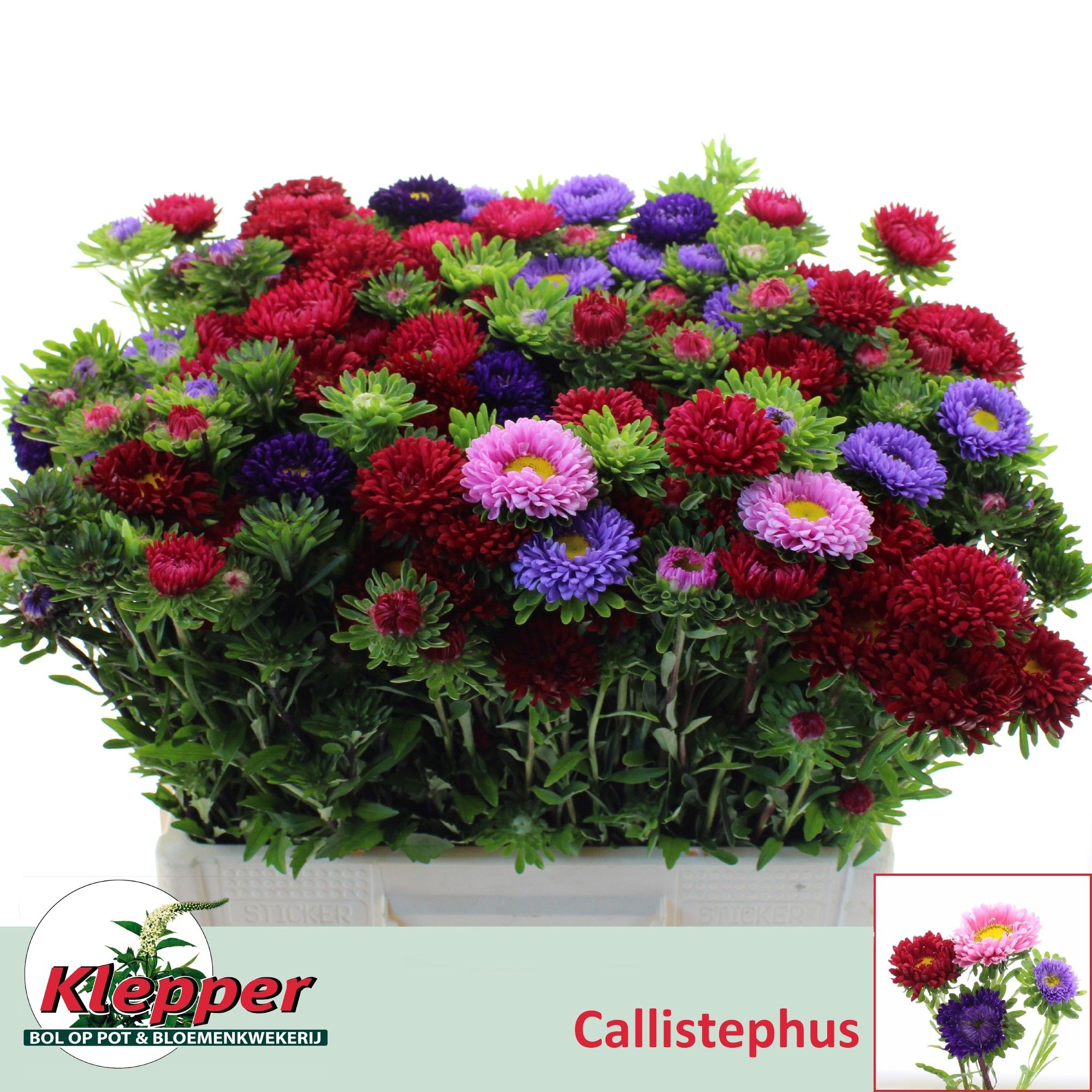 Callistephus Mixed Per Bunch 60cm