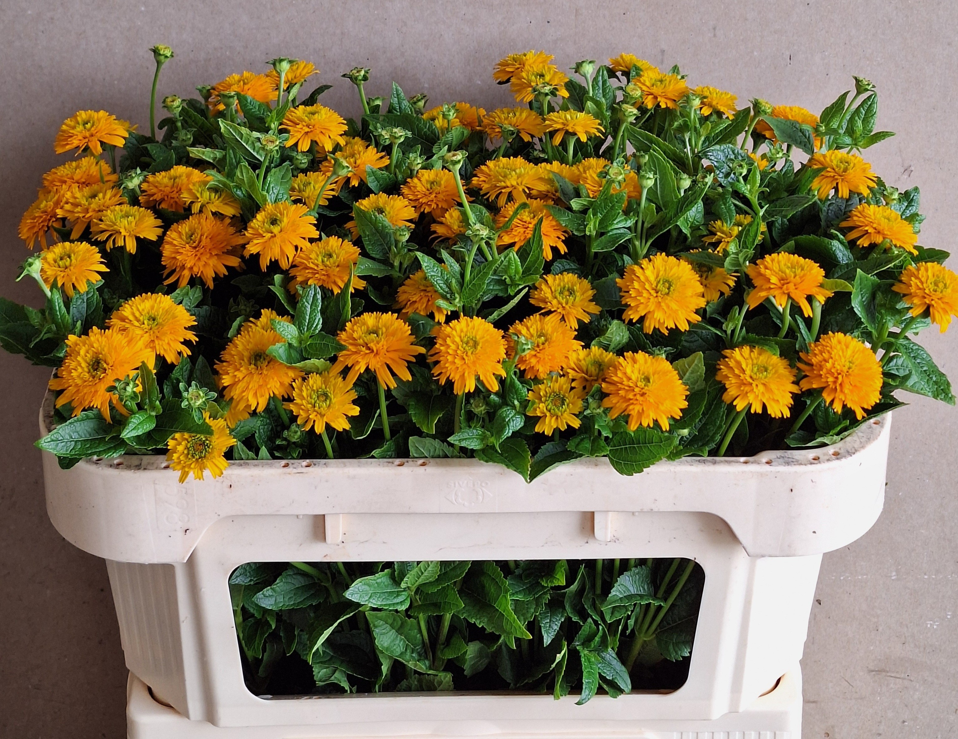 Heliopsis Hel Asahi