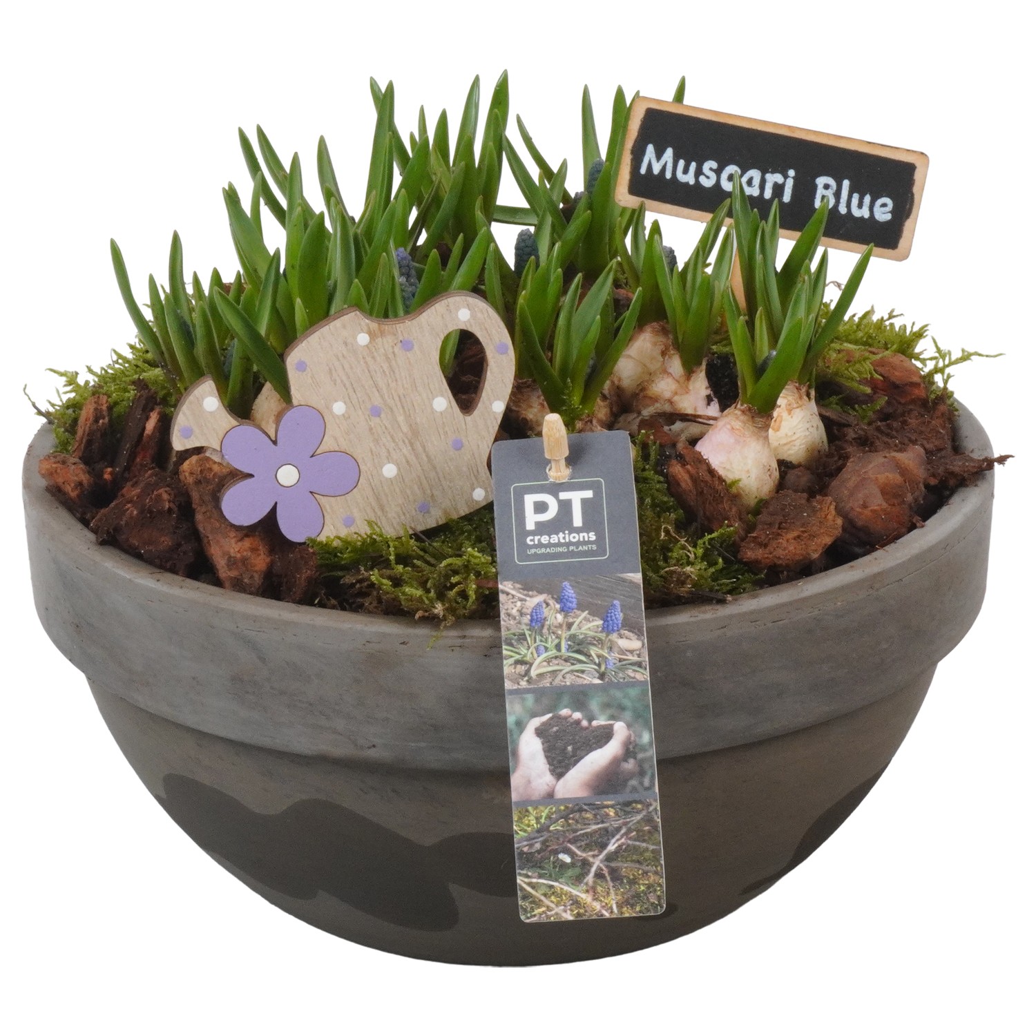 Picture of PTMB1065 Arrangement Muscari in terracotta bowl P23 21CM