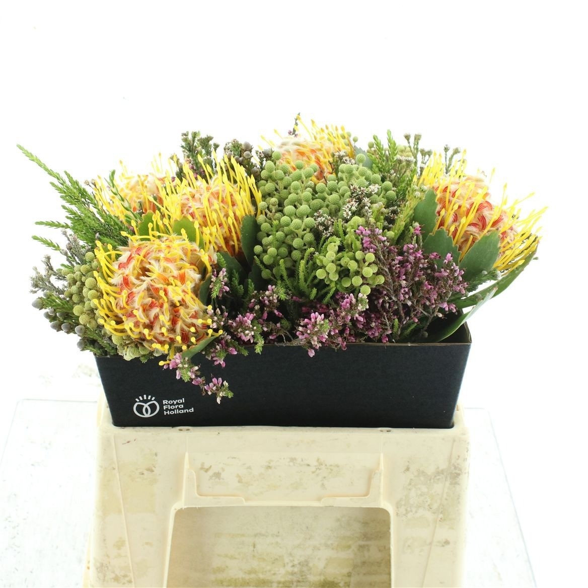 Protea Bouquet Per Bunch 50cm