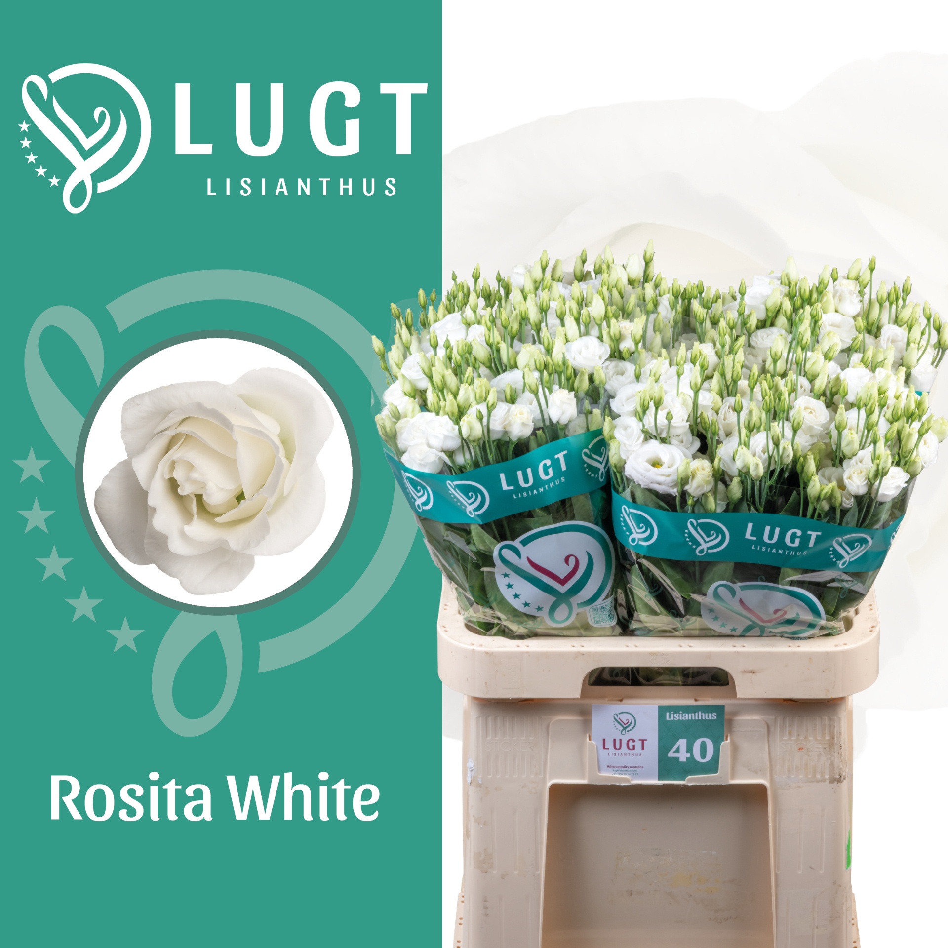 Eus G Rosi White 70L.cm 55+knop 23bloei