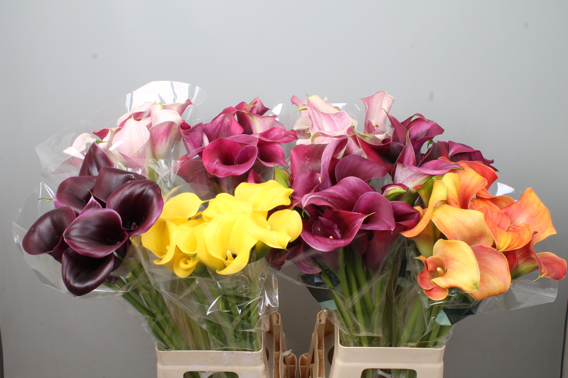 Calla Assorted 70cm