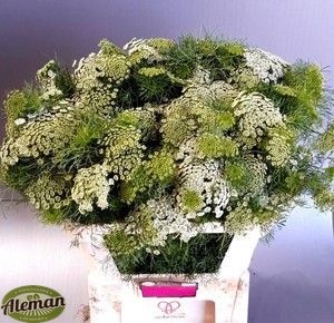 Ammi Majus Casablanca 80cm