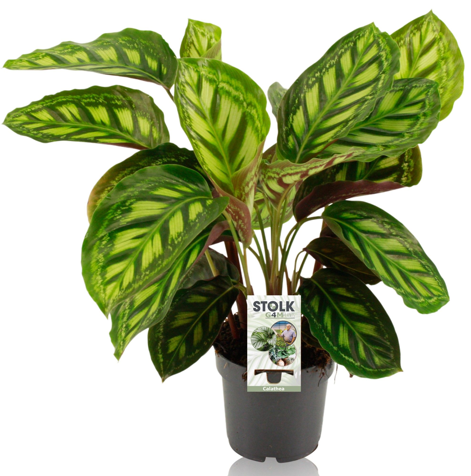 Calathea 'Moonlight'