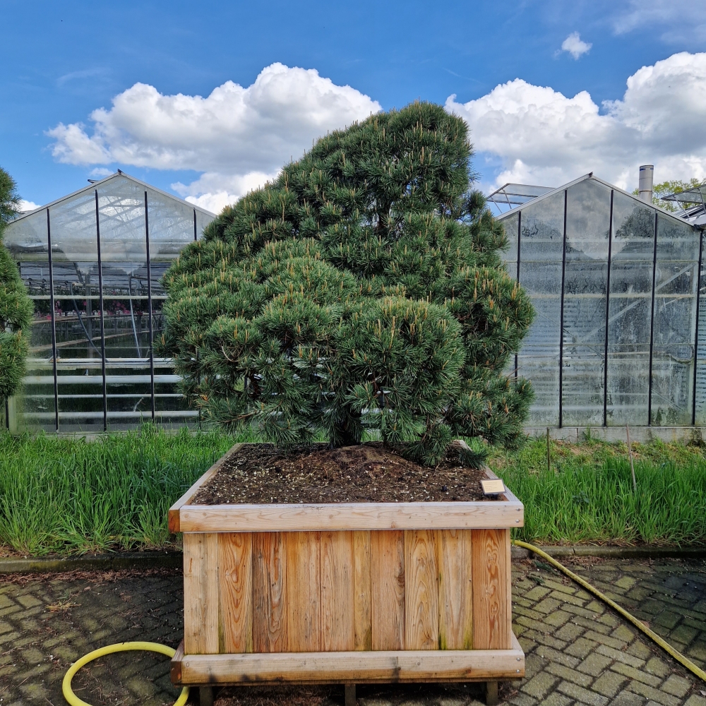 Picture of Pinus sylvestris Norsky 130-X-130 250/275 (LOOSE)