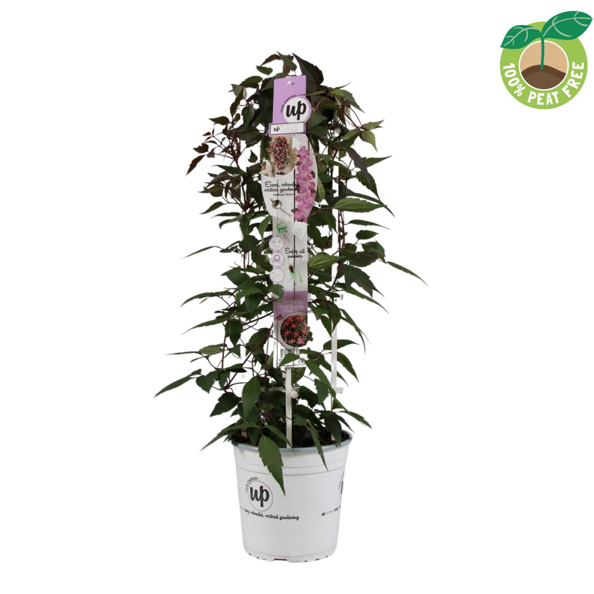 Picture of Clematis montana Fincent P23 (5 Ltr) TRELLIS