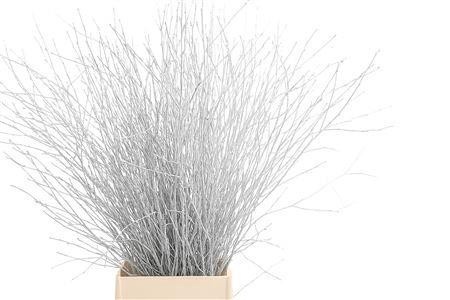 Betula Bs Kleurbeh