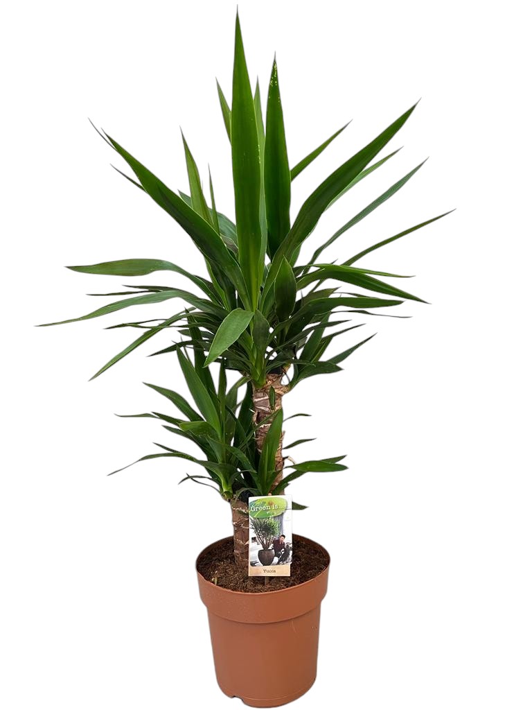 Picture of Yucca 45-20 2+Head P21 85cm