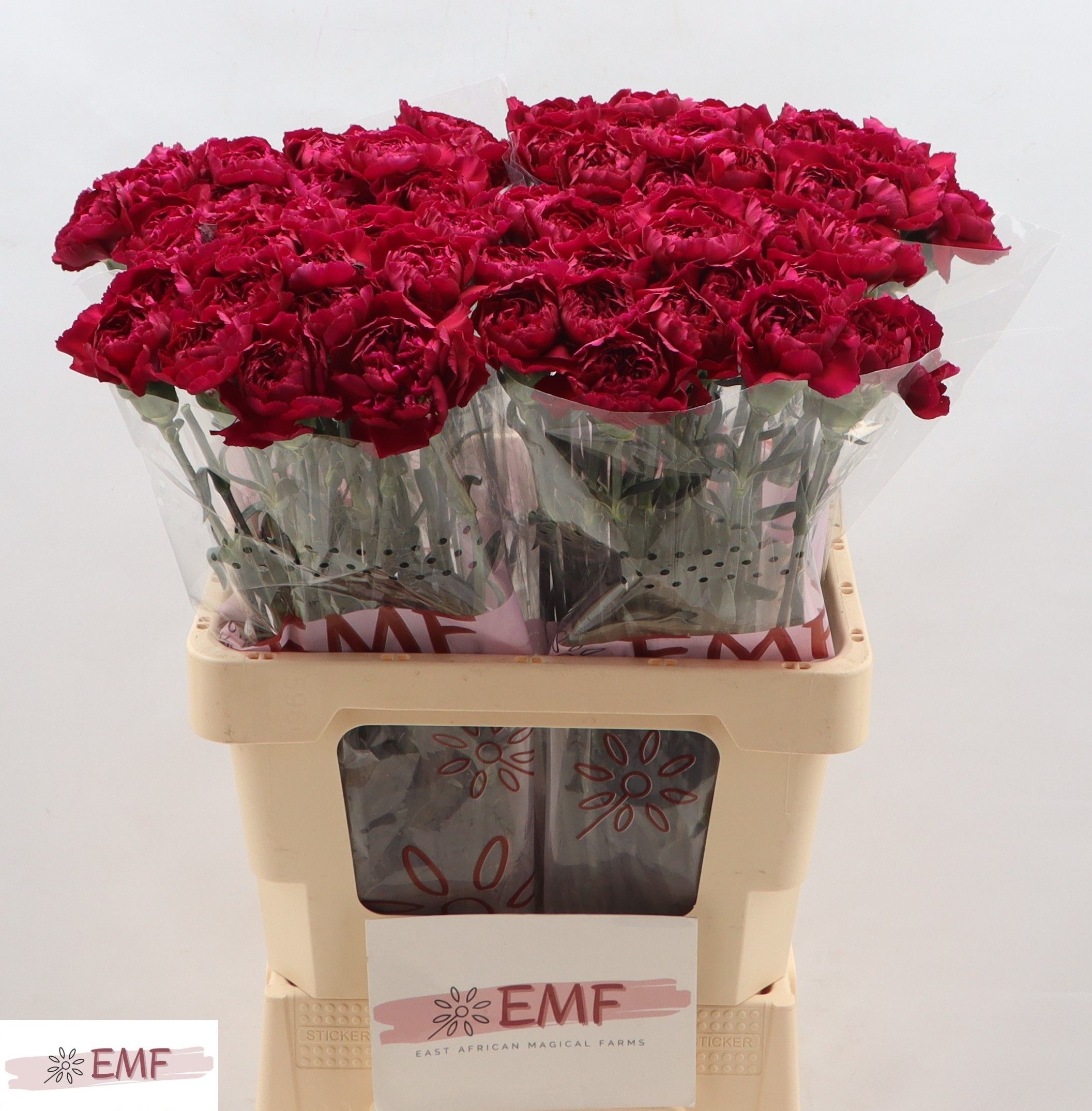 Dianthus St Purple Damascus 60cm