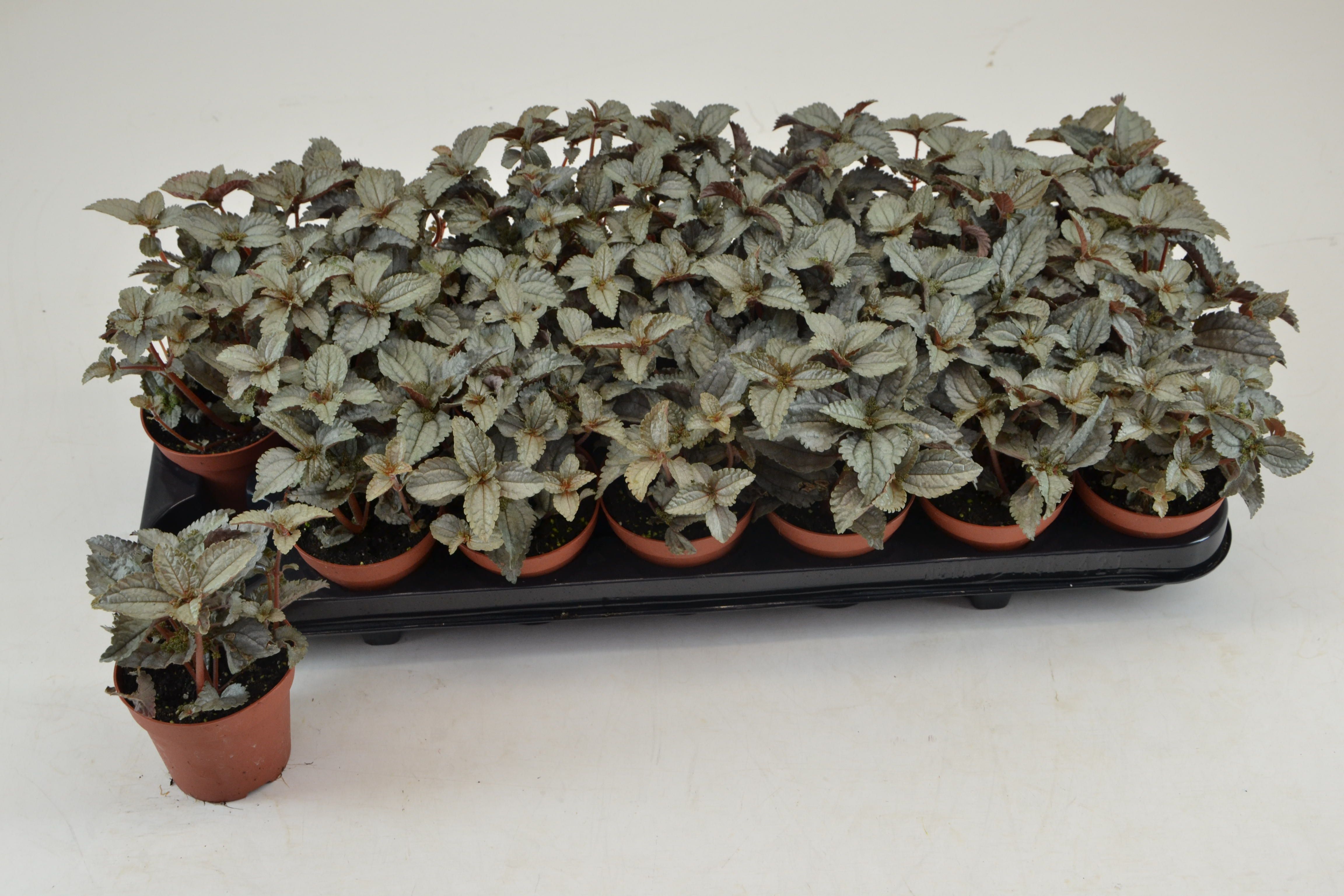 Pilea Ellen 508P 10H