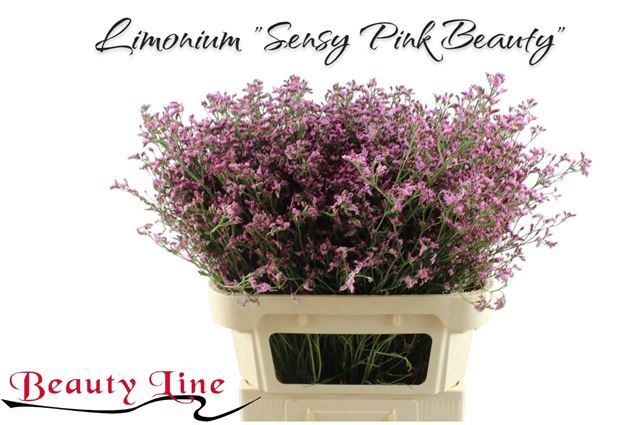 Limonium Pin Beau 80cm 20gram