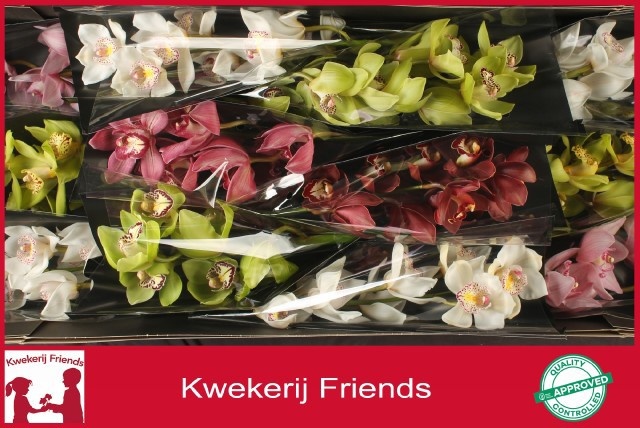 Cymbidium Asst 6bl