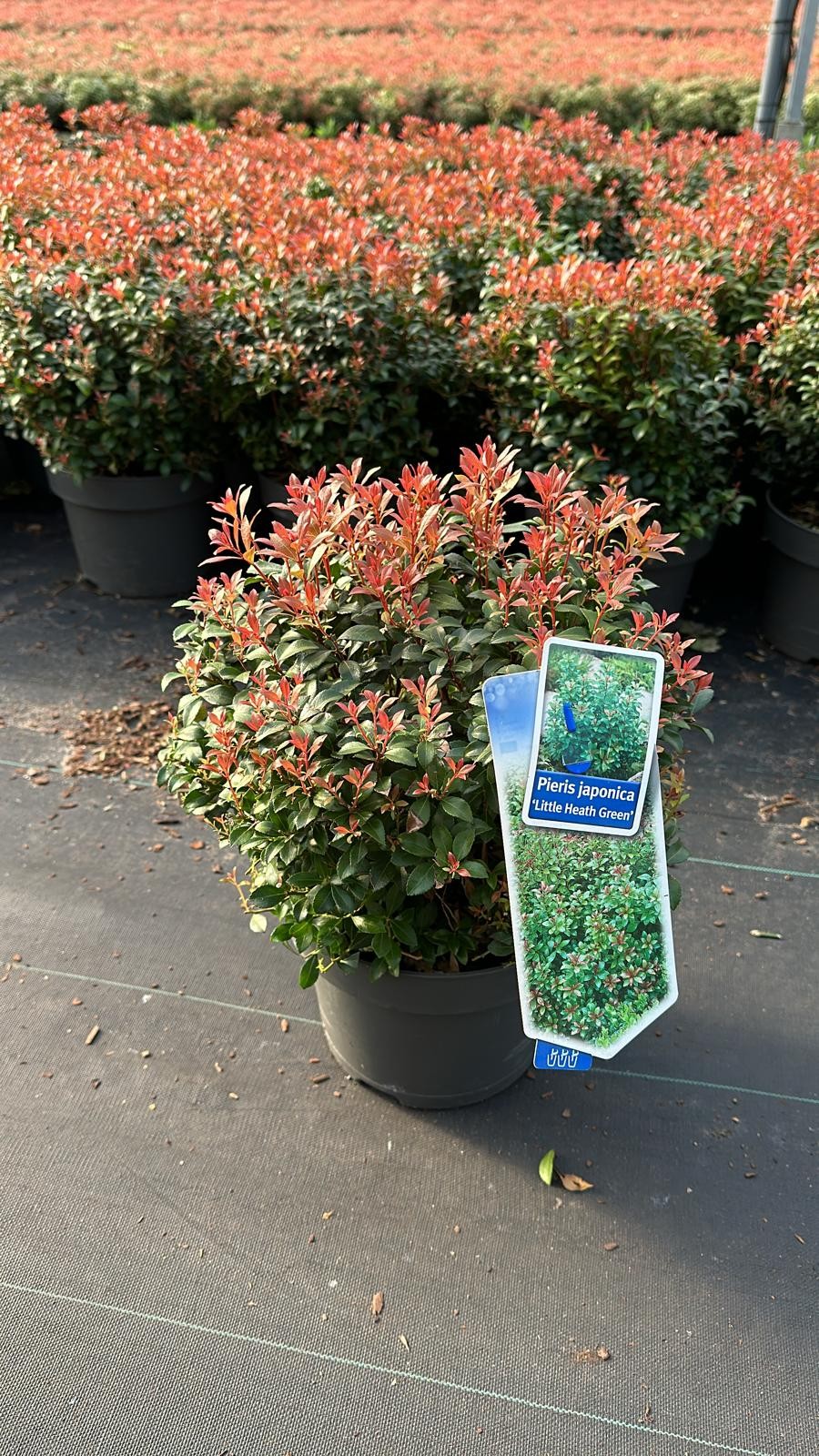 Picture of Pieris jap. ‘Little Heath Green’