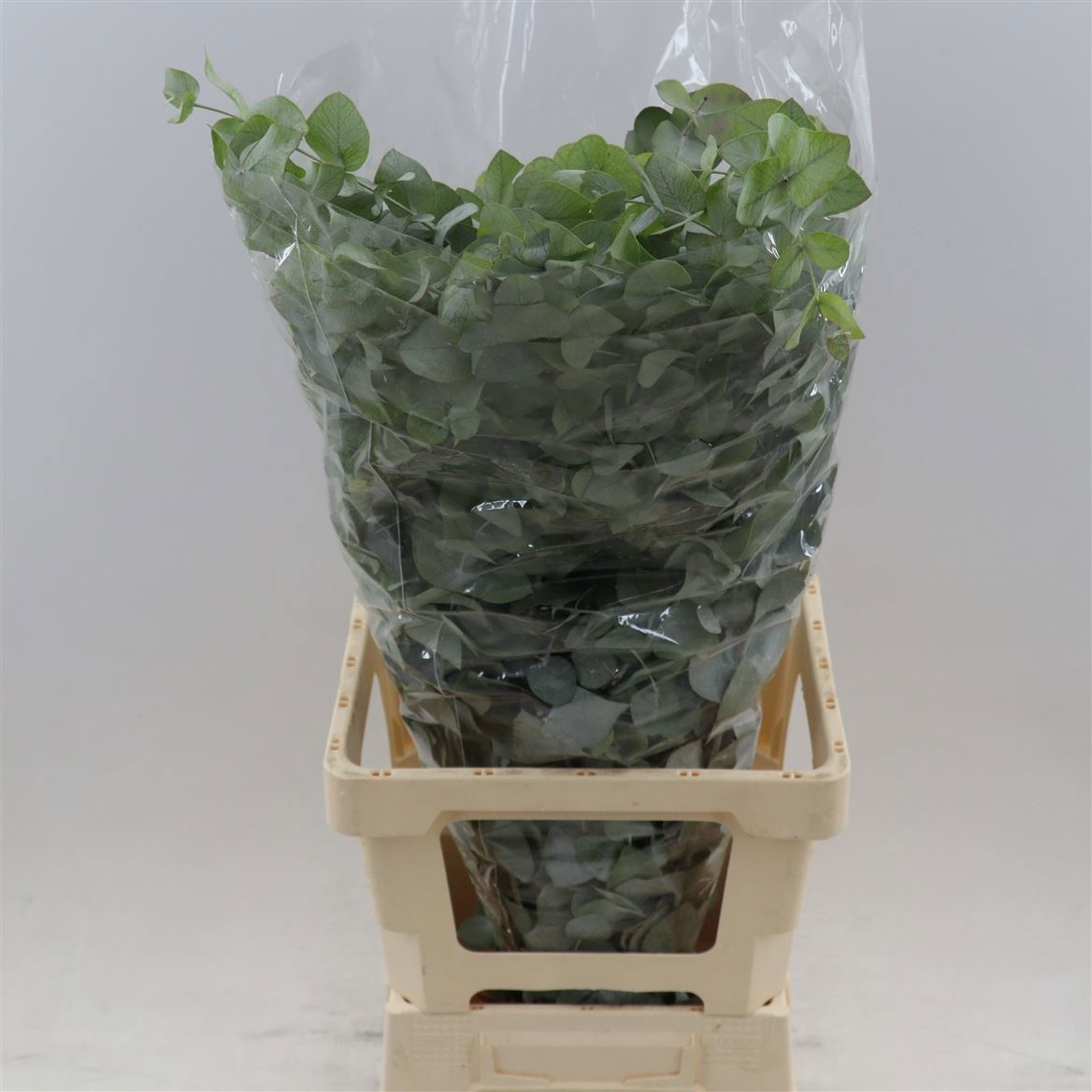 Euc Cinerea Per Bos 70L.cm 200gram