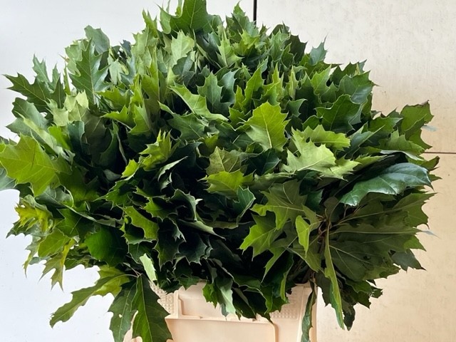 Quercus Rubra 60cm