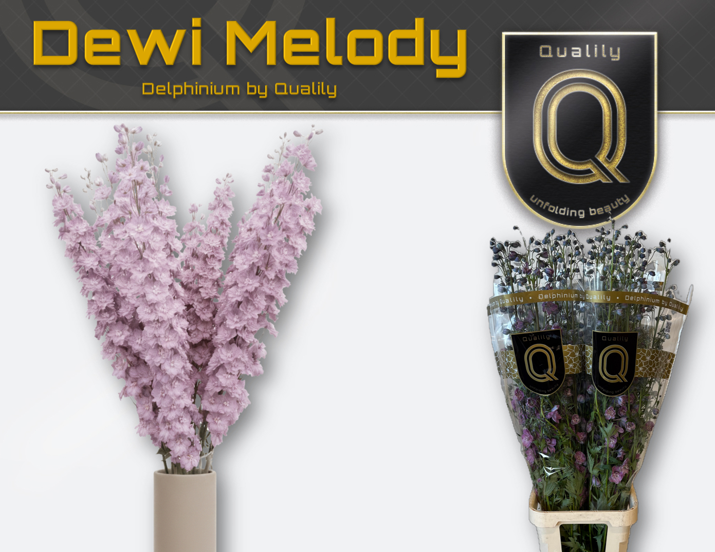 Delph El Dew Melody