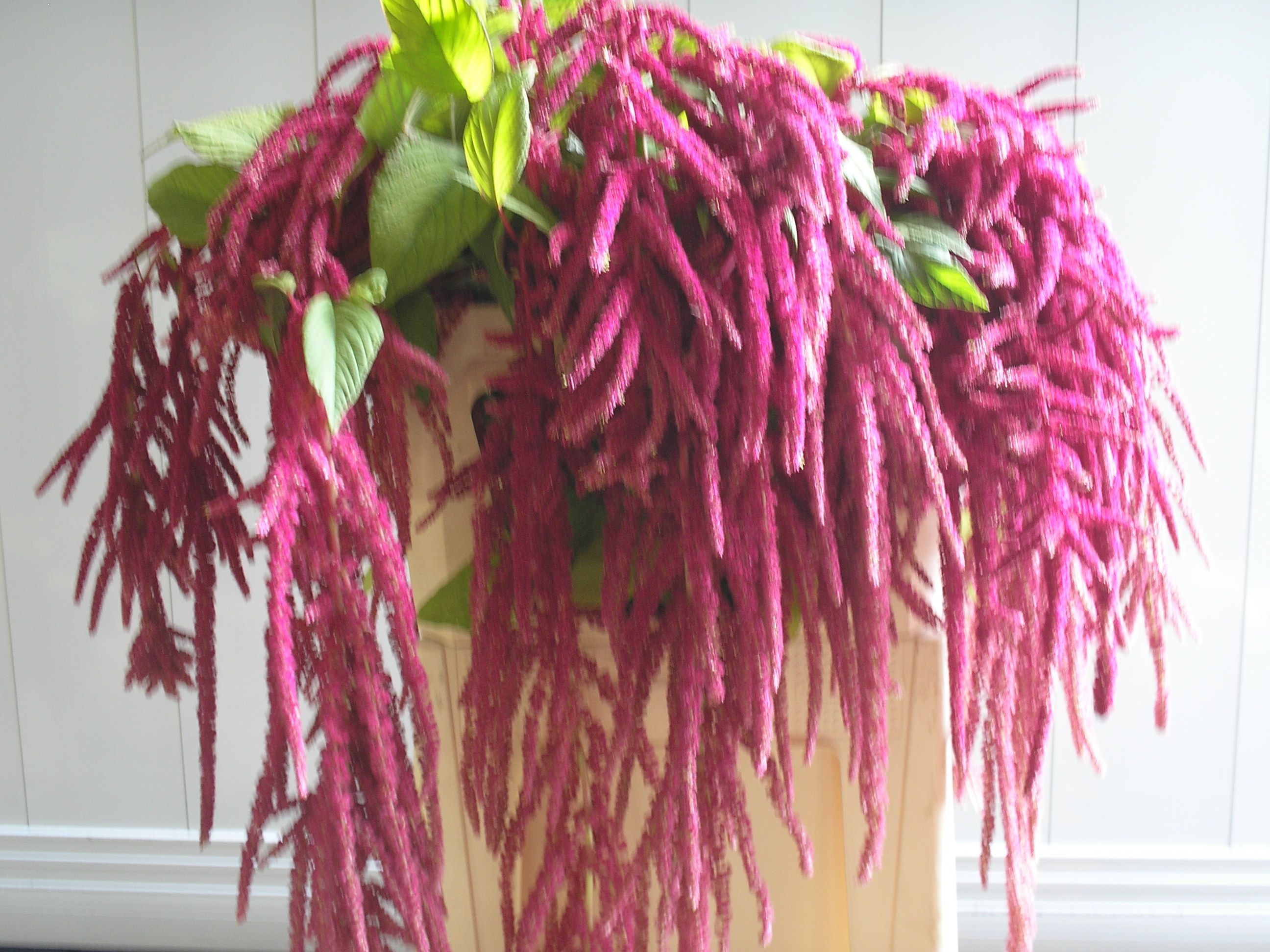 Amaranthus Hang Lovely Bleed 80cm