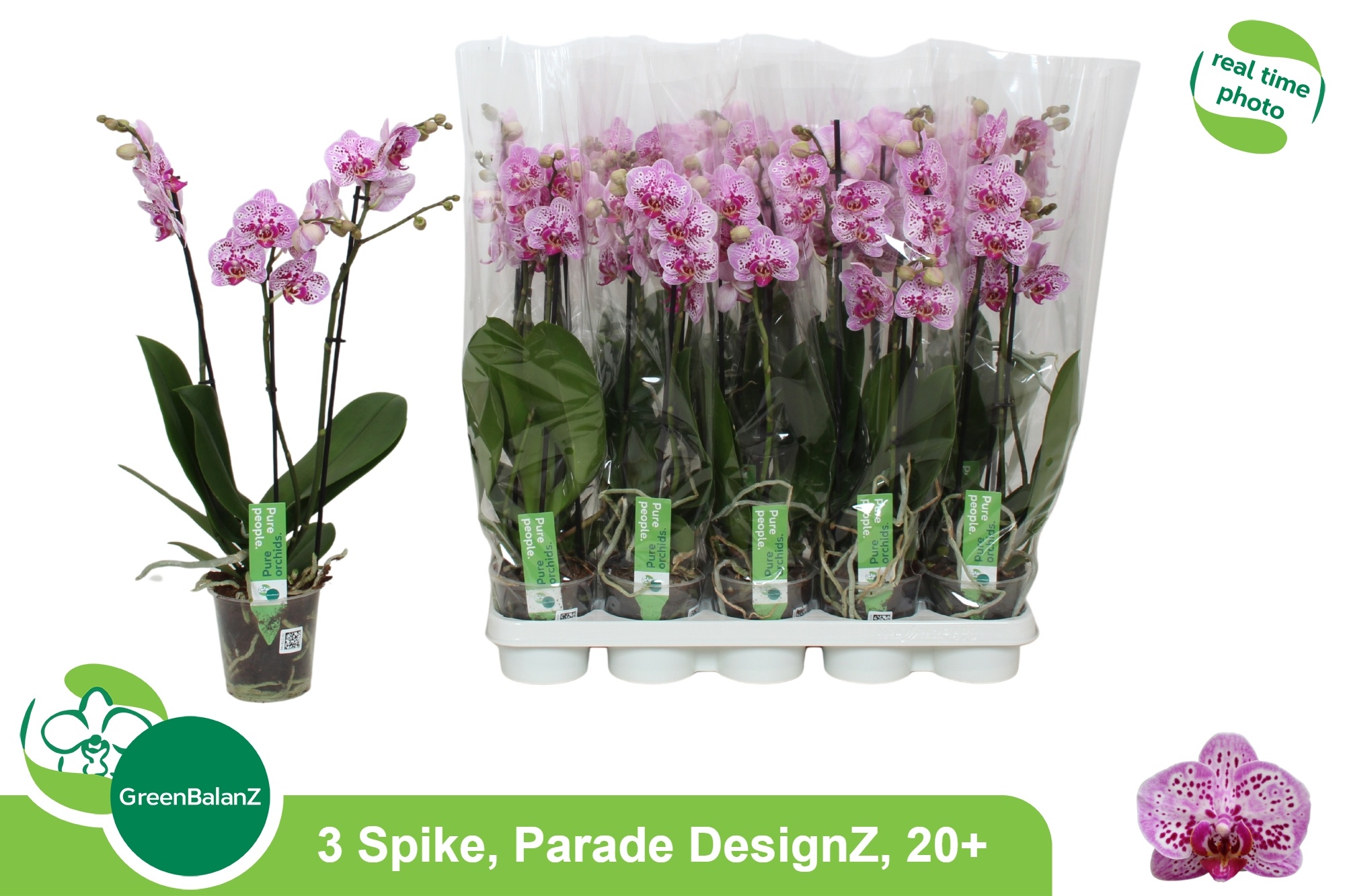 Phal Ov Roze 12P 55H 3TAK 20bloem 23bloei
