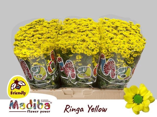 Chrys Santini Mad Ringa Yellow 55cm 100Ø