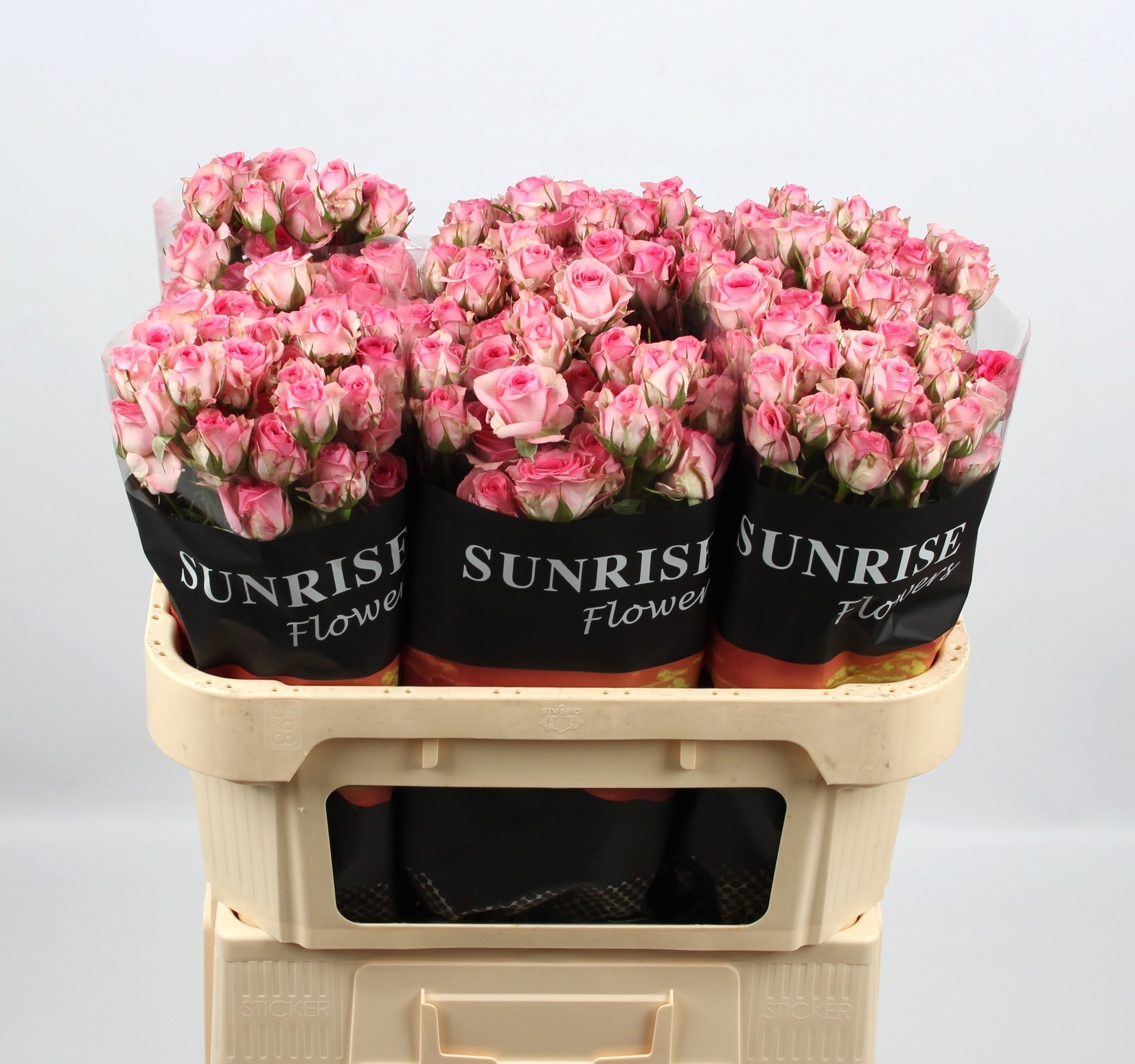 Rosa Spr Tralala 70cm