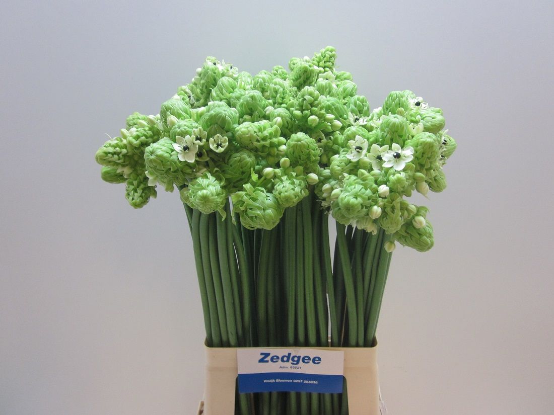 Ornithogalum Arabicum 70cm