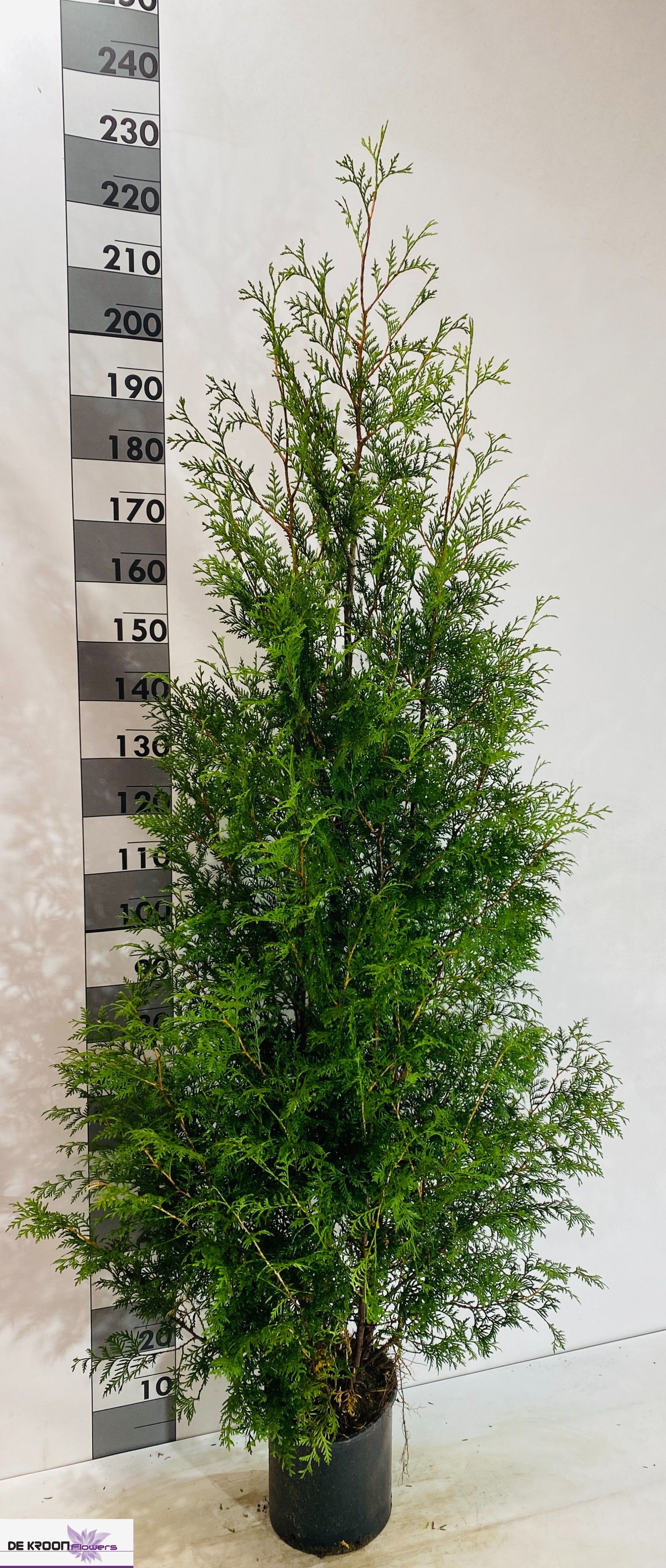 thuja smaragd 140 160 cm Lebensbaum Thuja occidentalis Smaragd 140-160 cm Höhe Ballenware main image 1