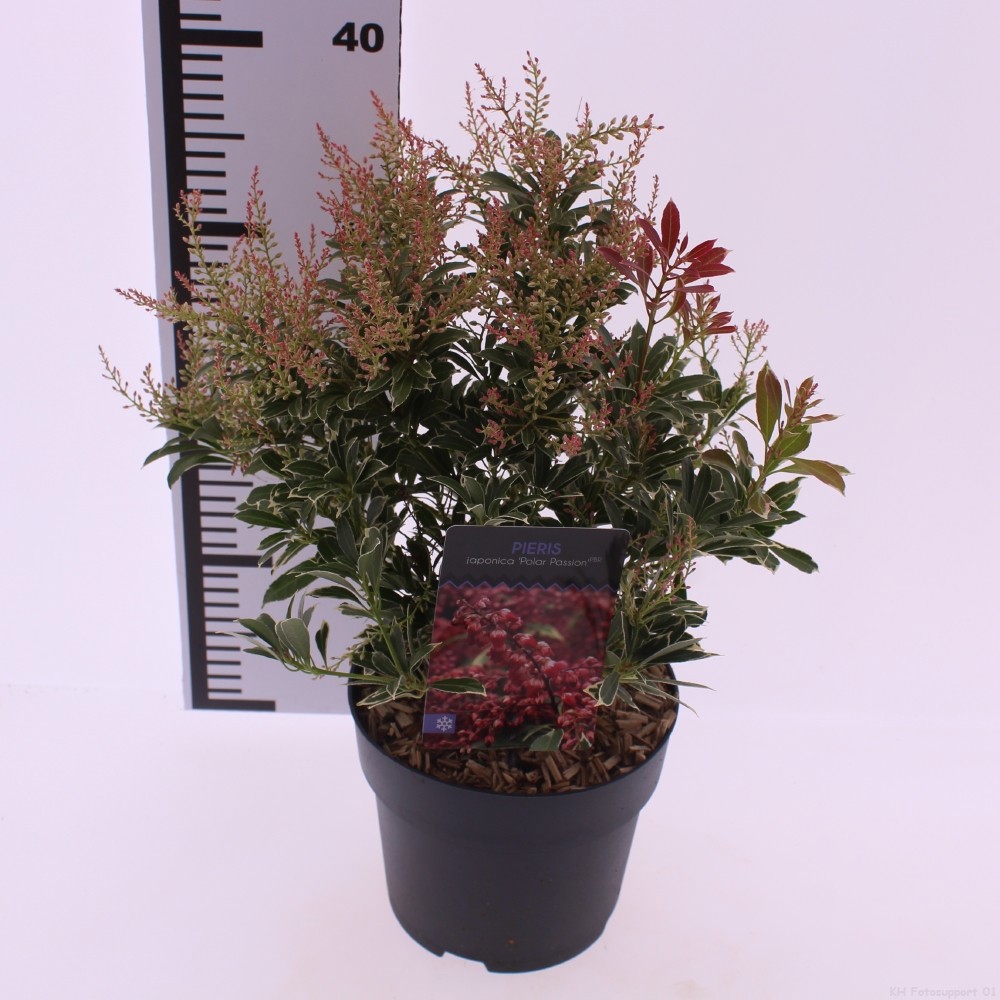Picture of Pieris jap. 'Polar Passion'