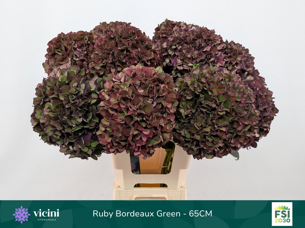 Hydrangea Ruby Choco 60cm 21Ø
