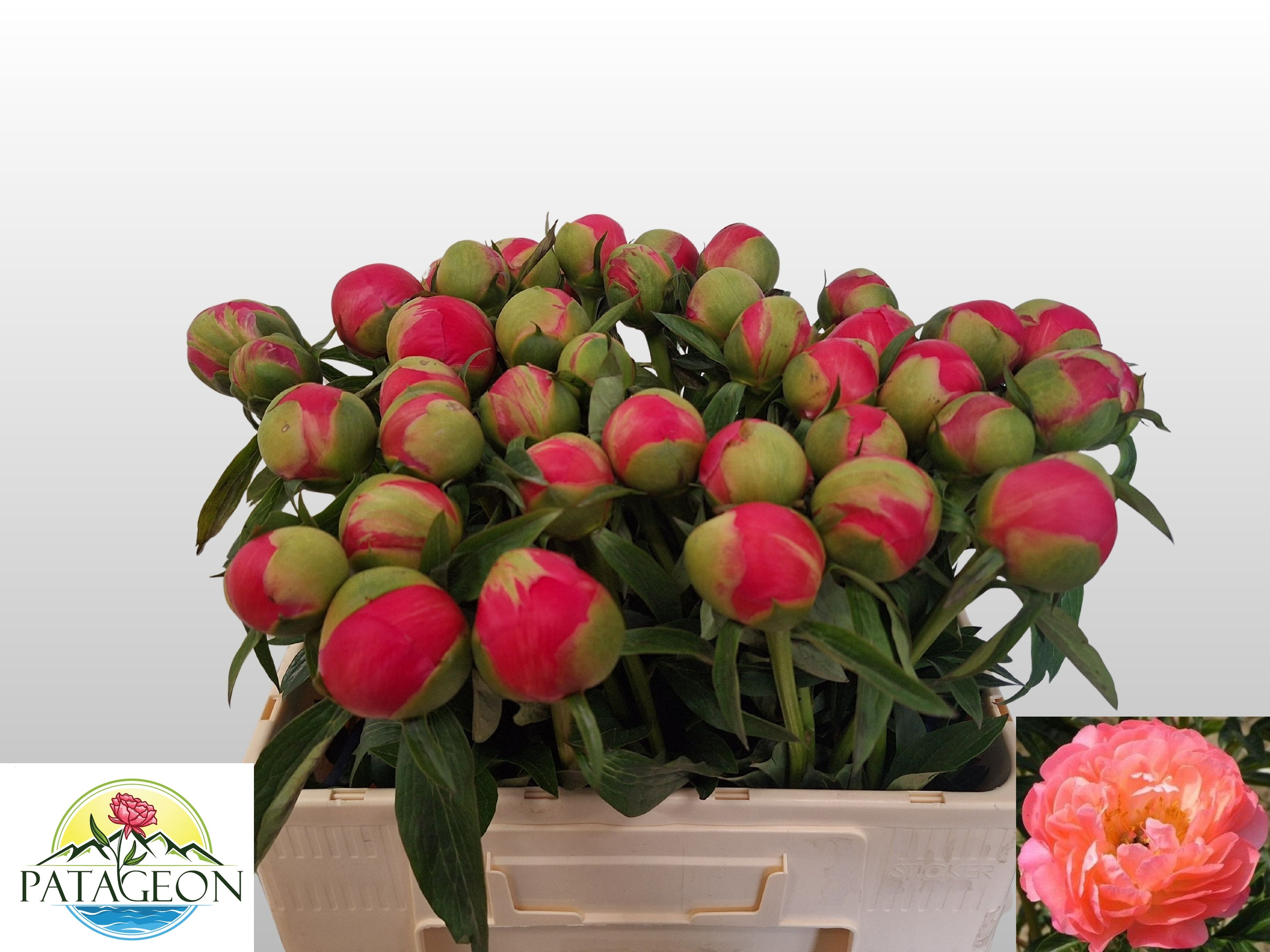 Paeonia Coral Charm 50cm