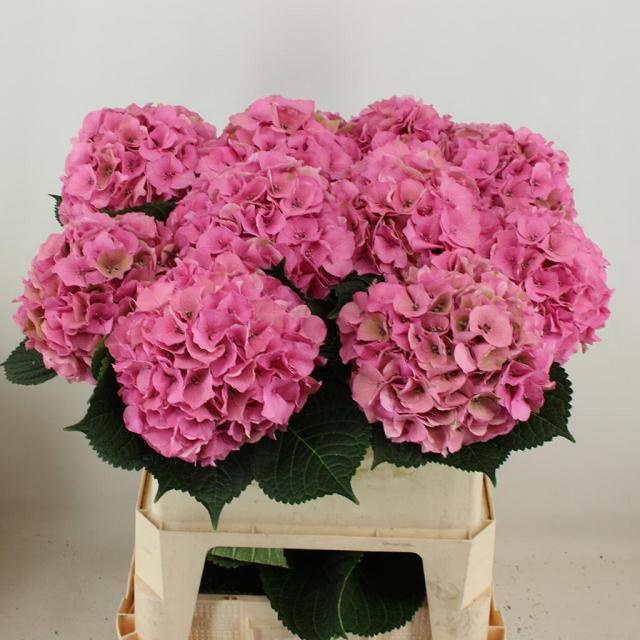 Hydrangea Royal Palace Classic 80cm 21Ø