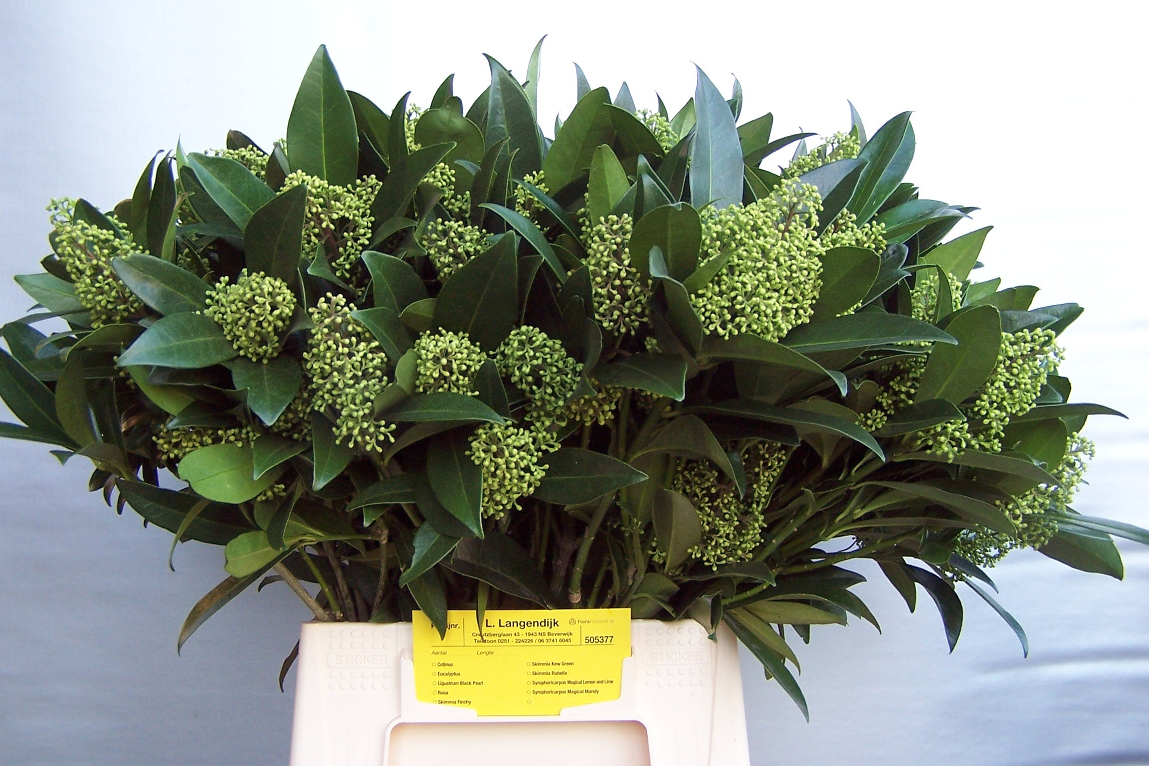 Skimmia Confusa Kew Green 50cm