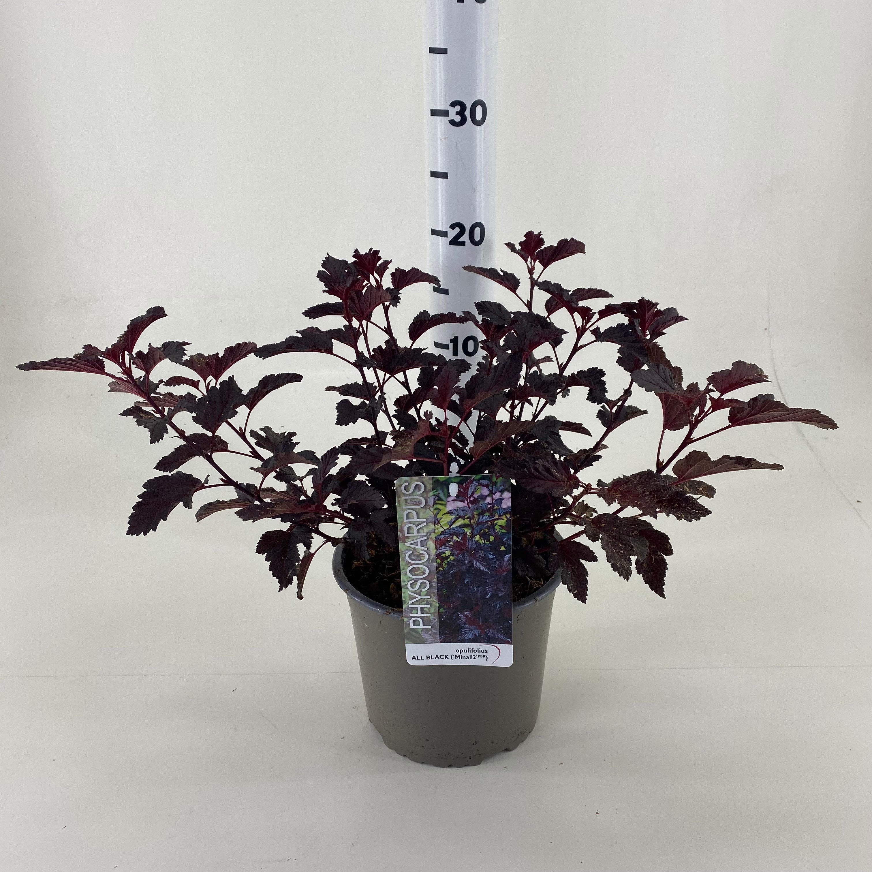 Picture of Physocarpus opulifolius All Black ® Minall2 P19 (3 Ltr) (LOOSE)