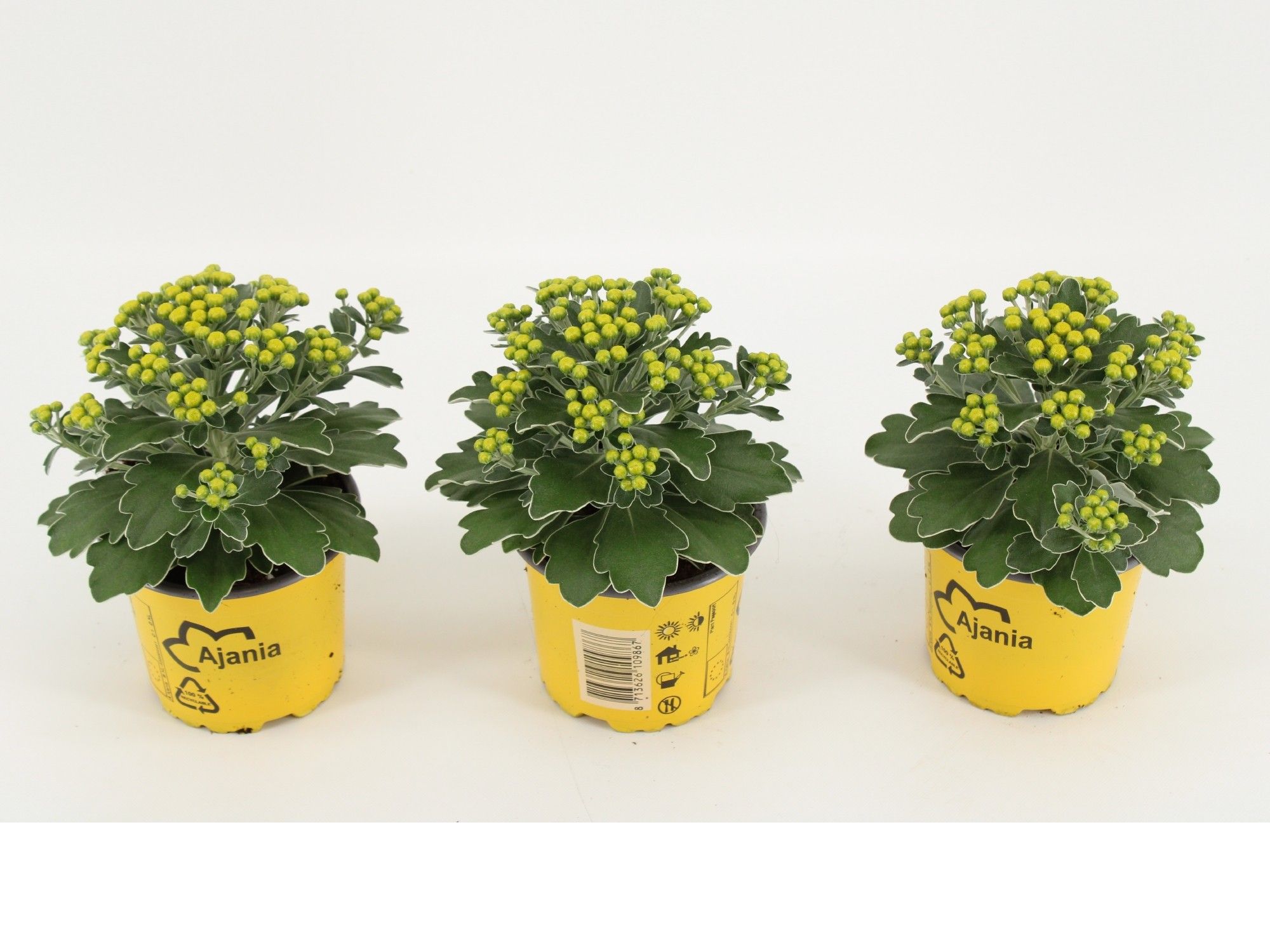 Ajania pacifica 'Silver and Gold' - Chrysanthemum