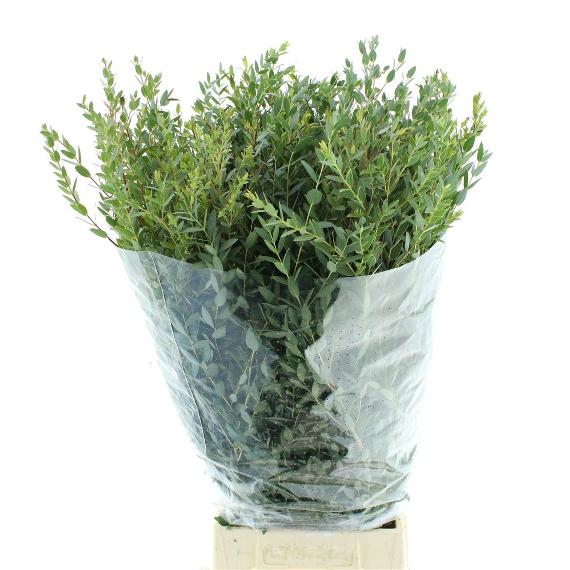 Euc Parvifolia P Bs