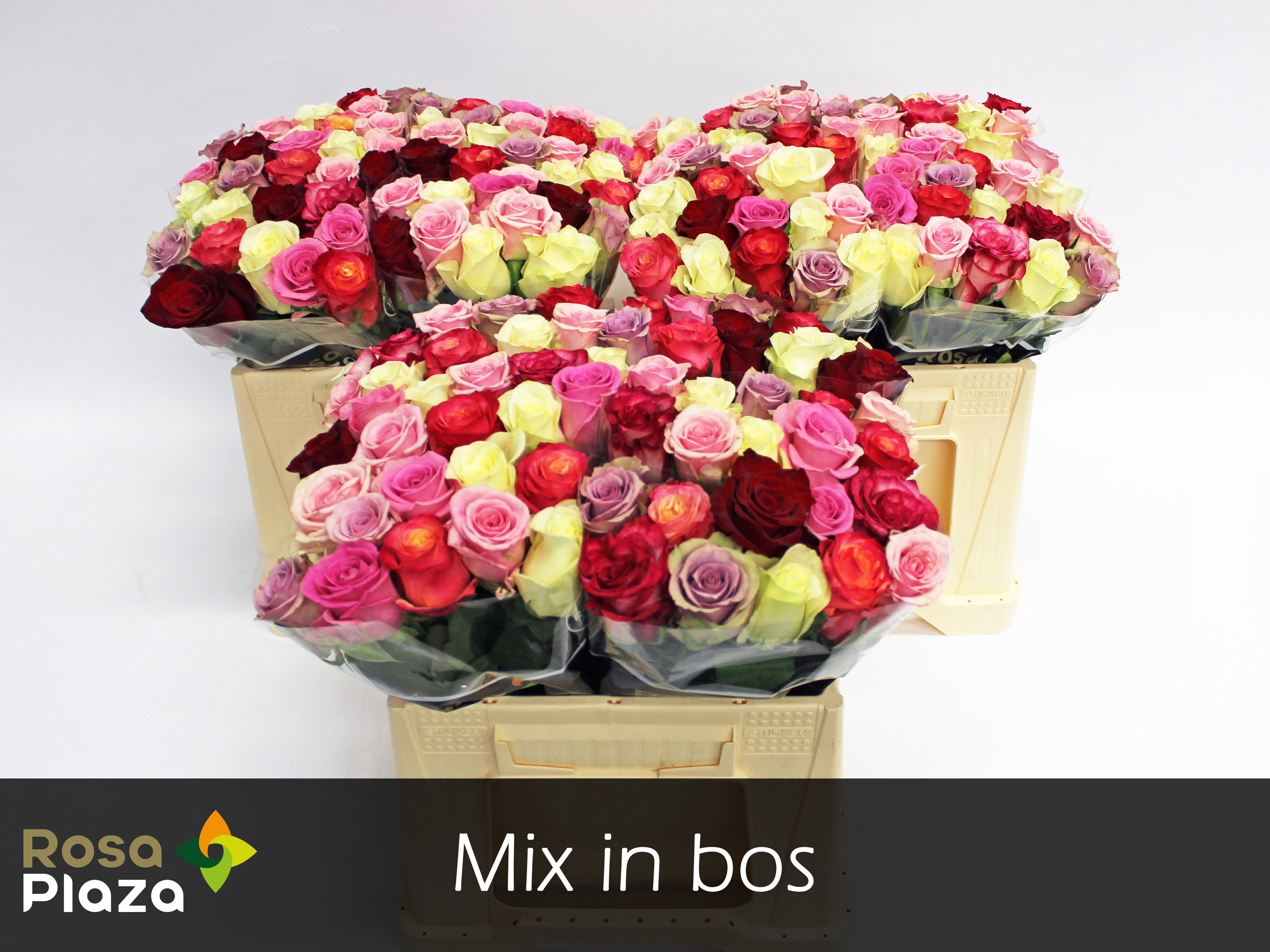 Rosa Mixed In Bunch 35cm